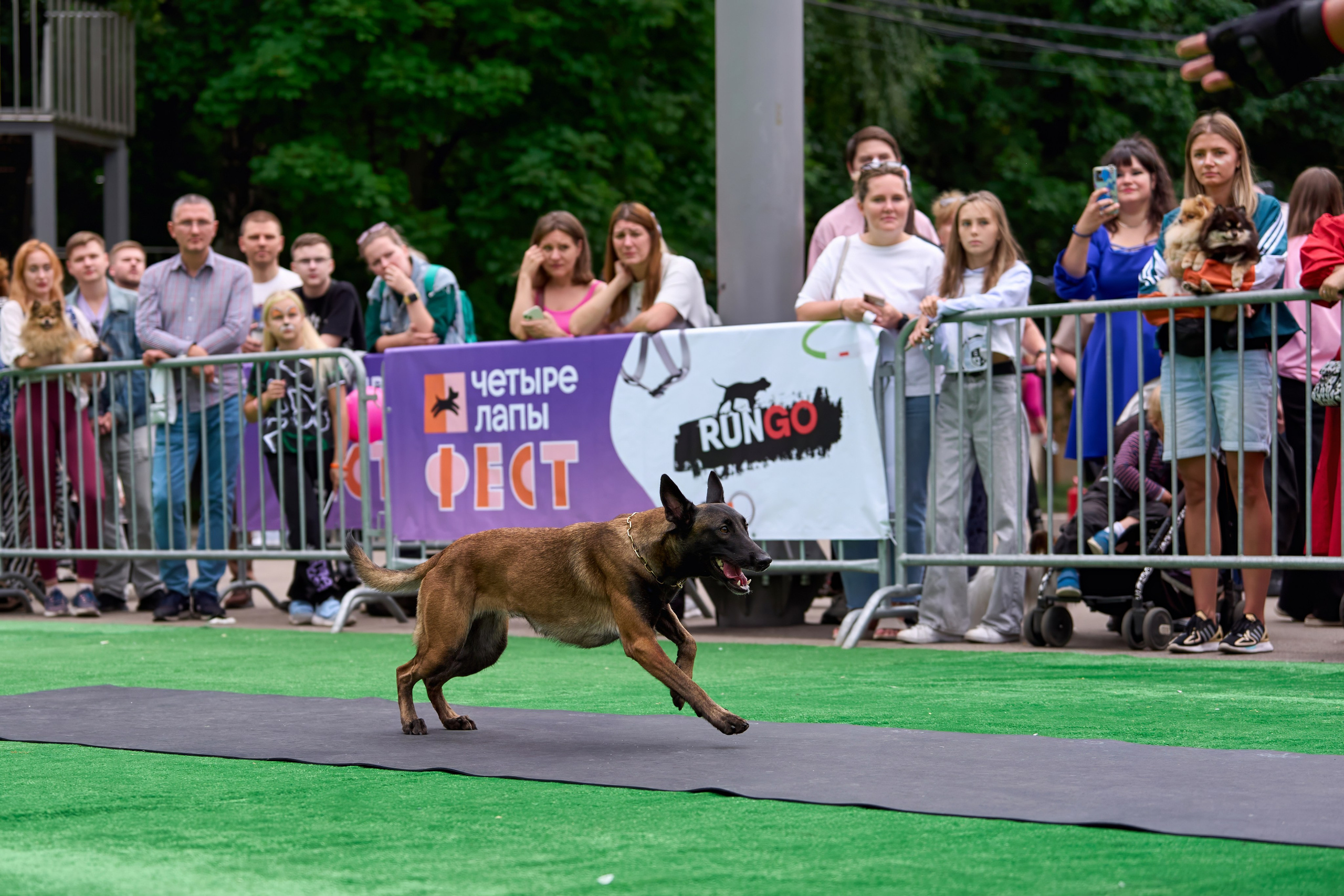 4 лапы Фест. Многоборье. Фотограф-анималист Михаил Манухин