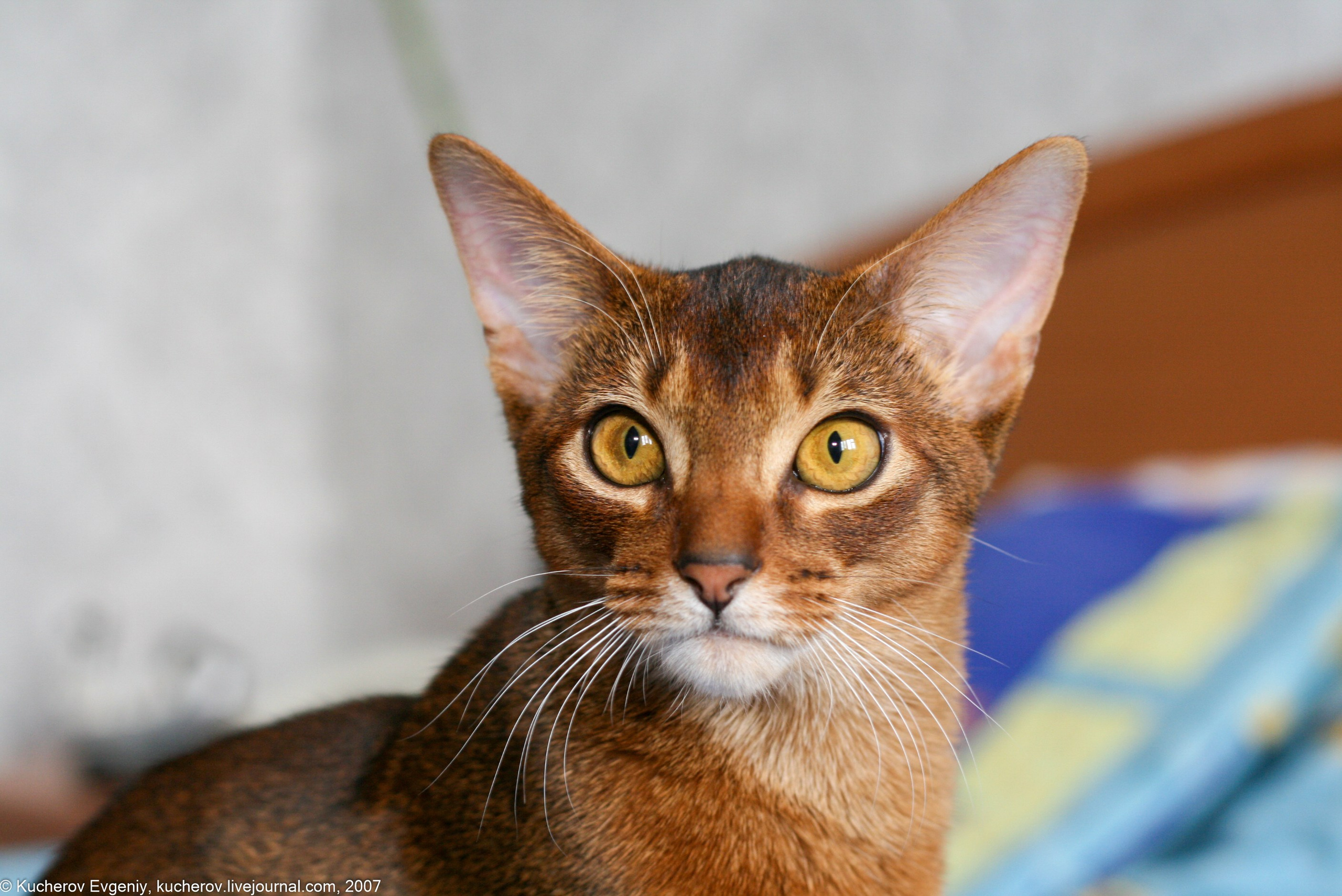 Животные. Кучеров Евгений. Фотограф