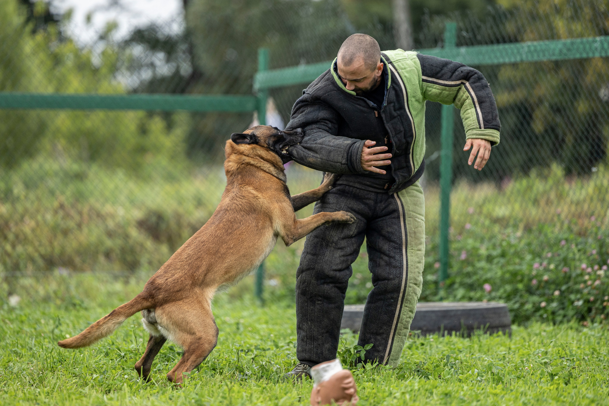 Соревнования по Мондьорингу г. Вологда 10-11.08.2024. Фотограф-анималист Анна Маринич