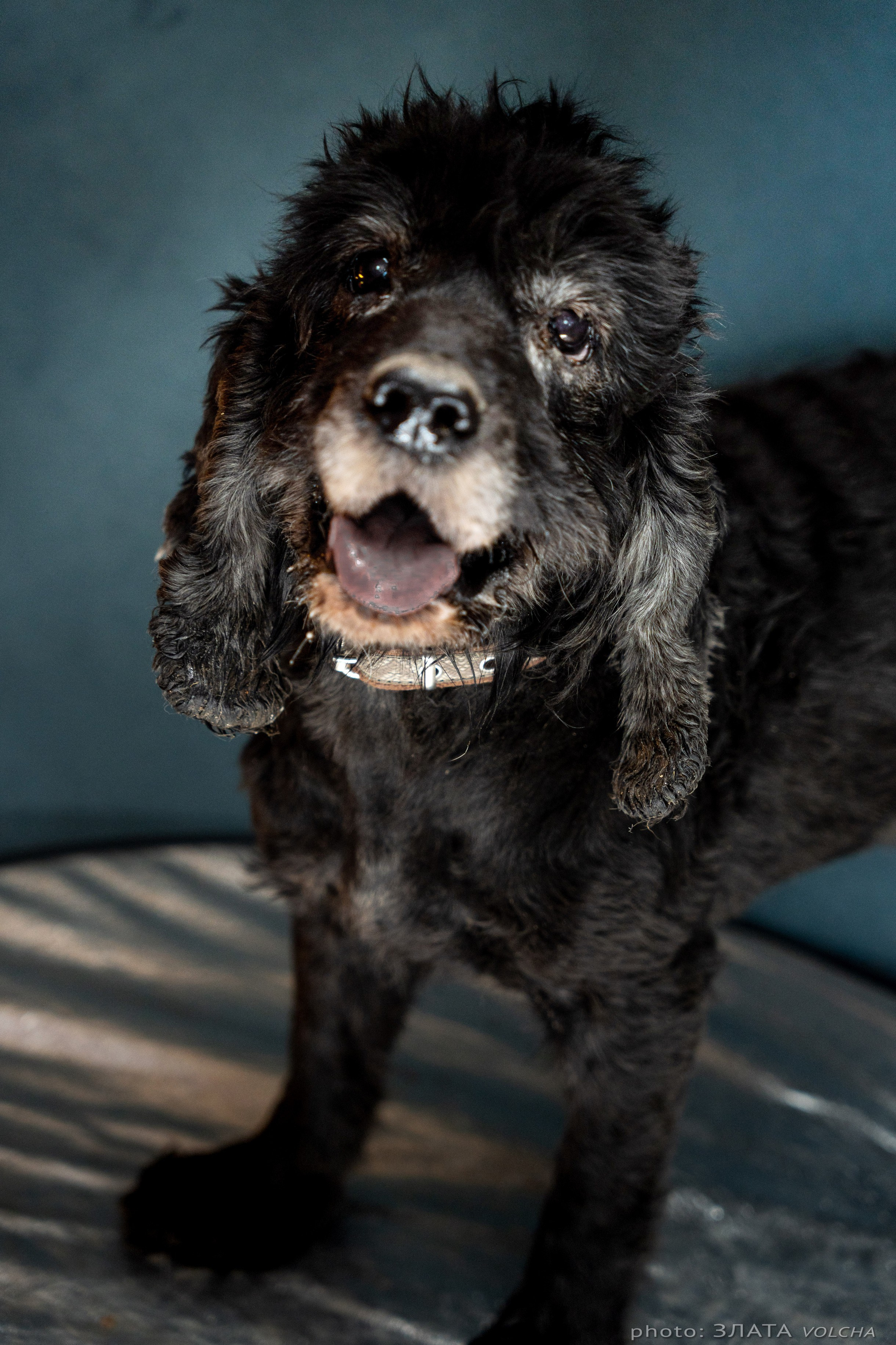 Собаки в студии. Фото, видео, монтаж