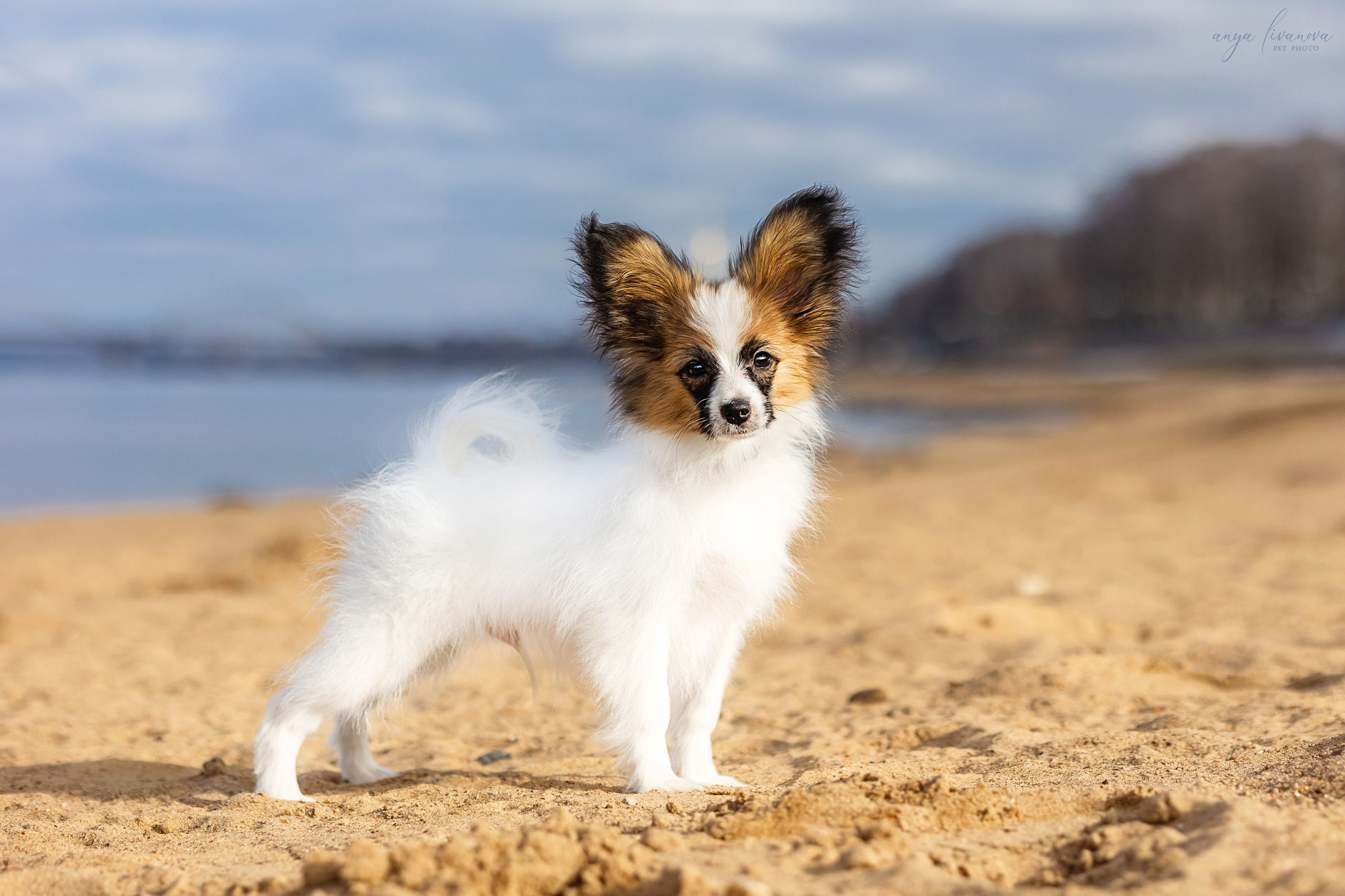 Хьюстон. Фотограф анималист Аня Ливанова | Рыбинск