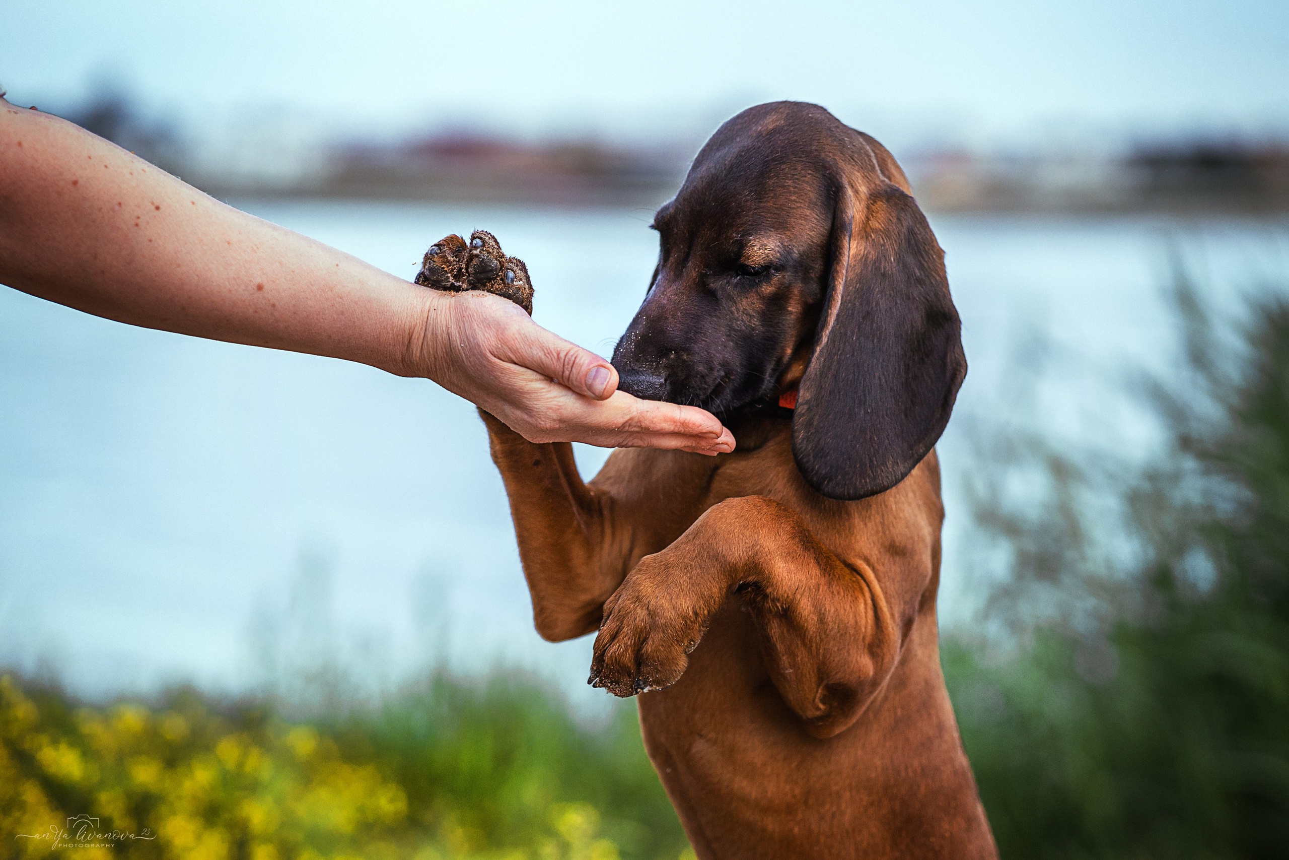 Баварчик. Фотограф анималист Аня Ливанова | Рыбинск