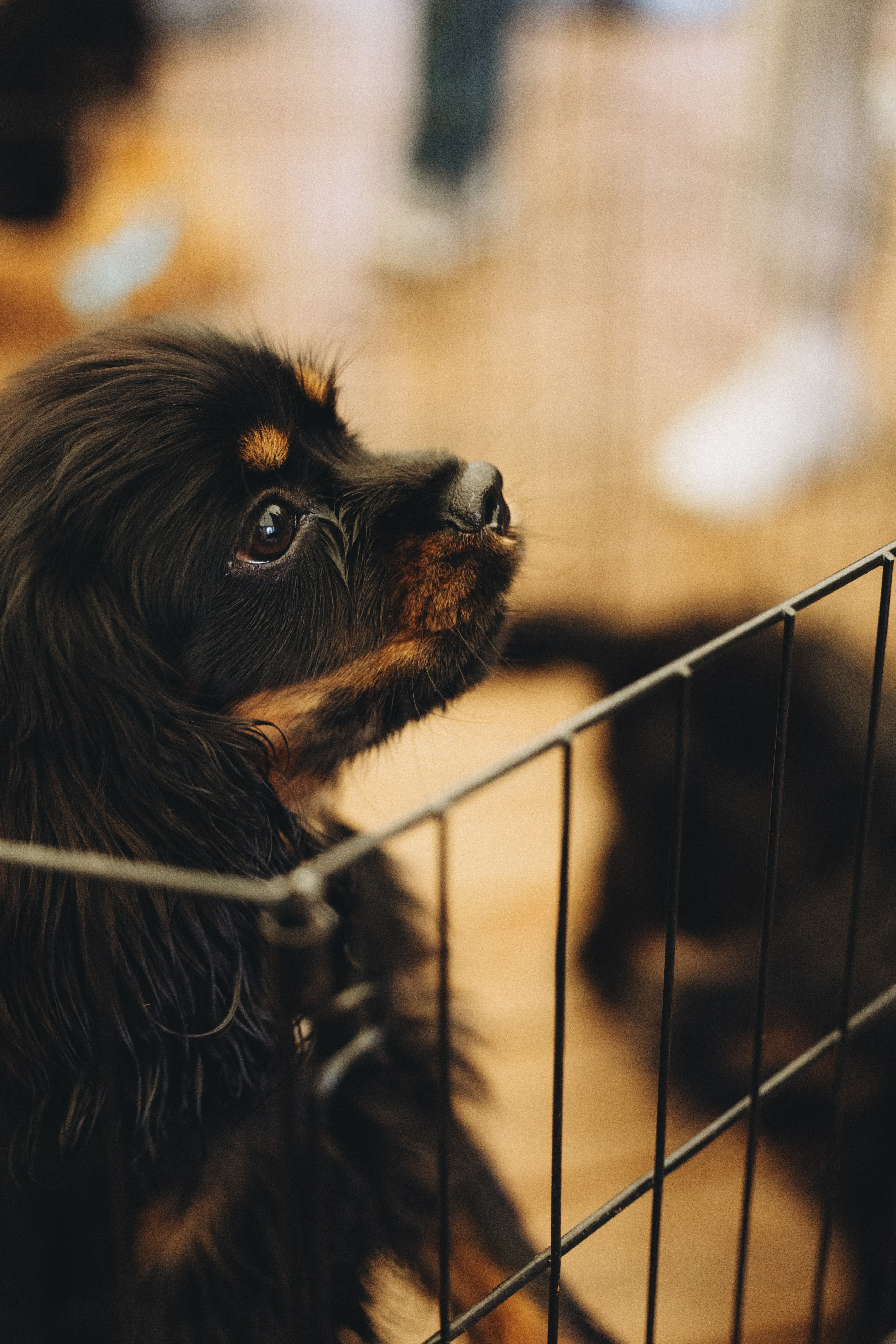 Встреча ККЧС. Фотограф анималист Осипчикова Мария