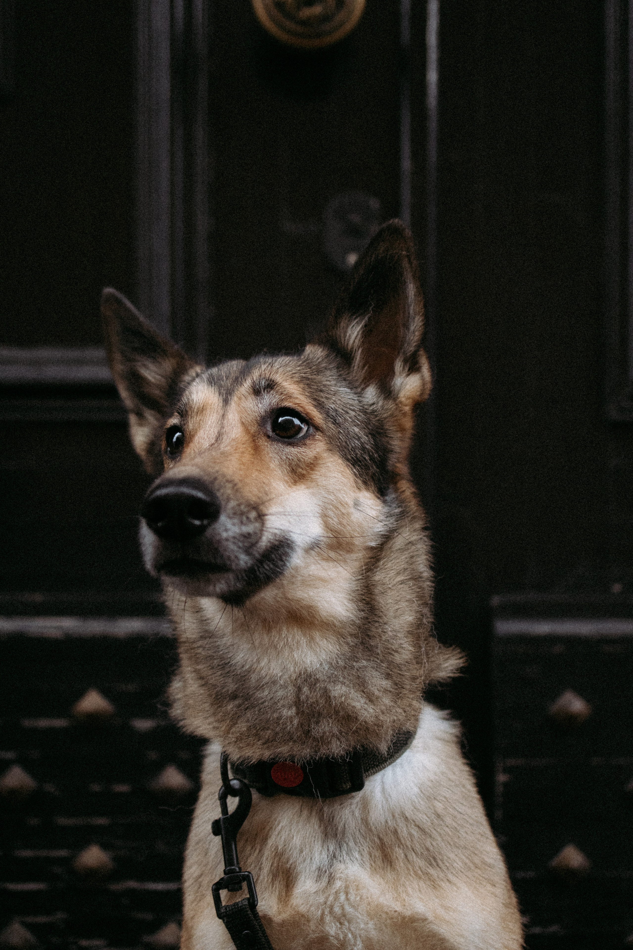 Саша, Ксюша и их банда. Фотораф — анималист Мария Шистка