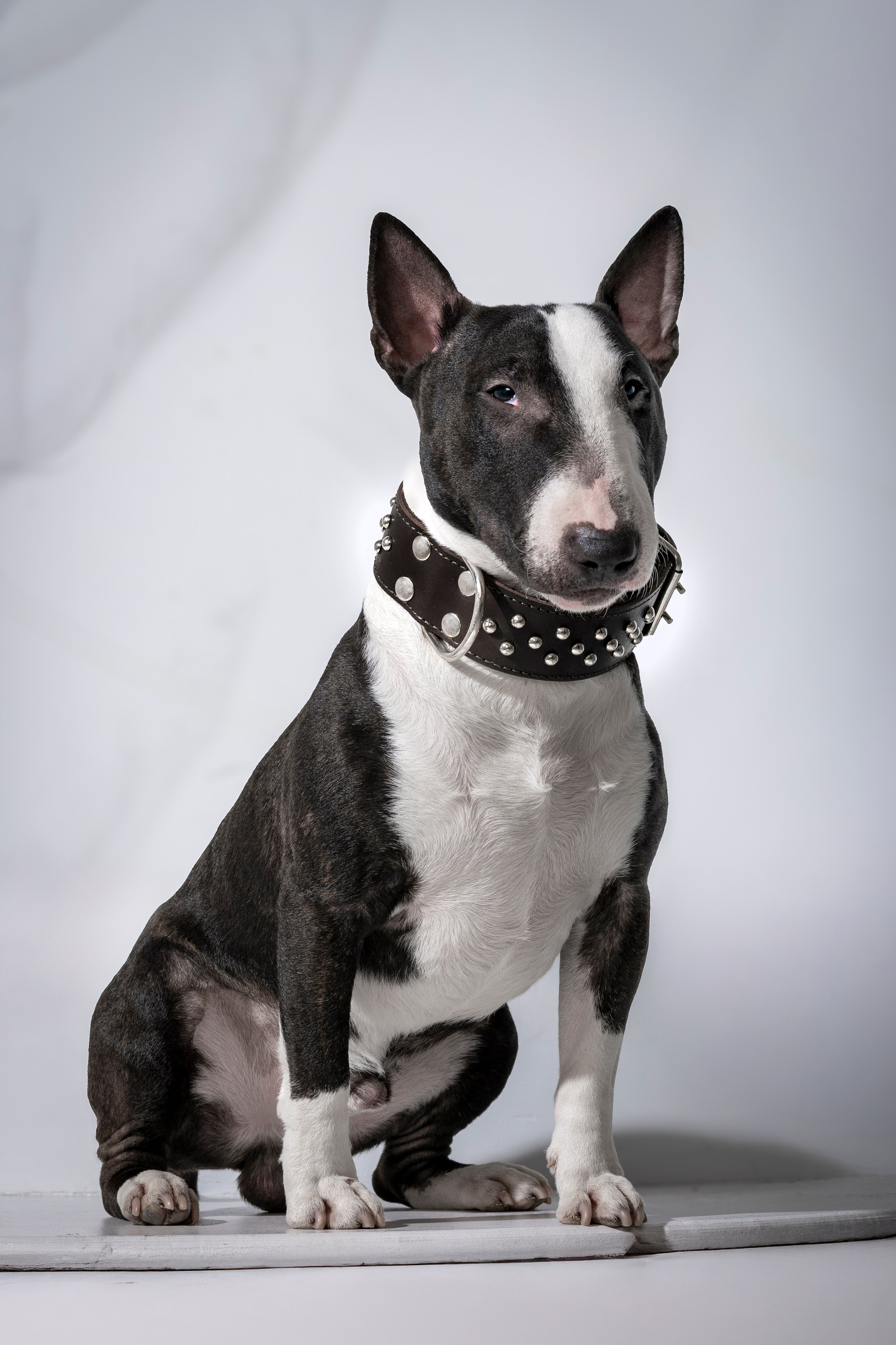 Рекламная фотосессия ошейников. Фотограф анималист в Санкт-Петербурге Таша Крейв