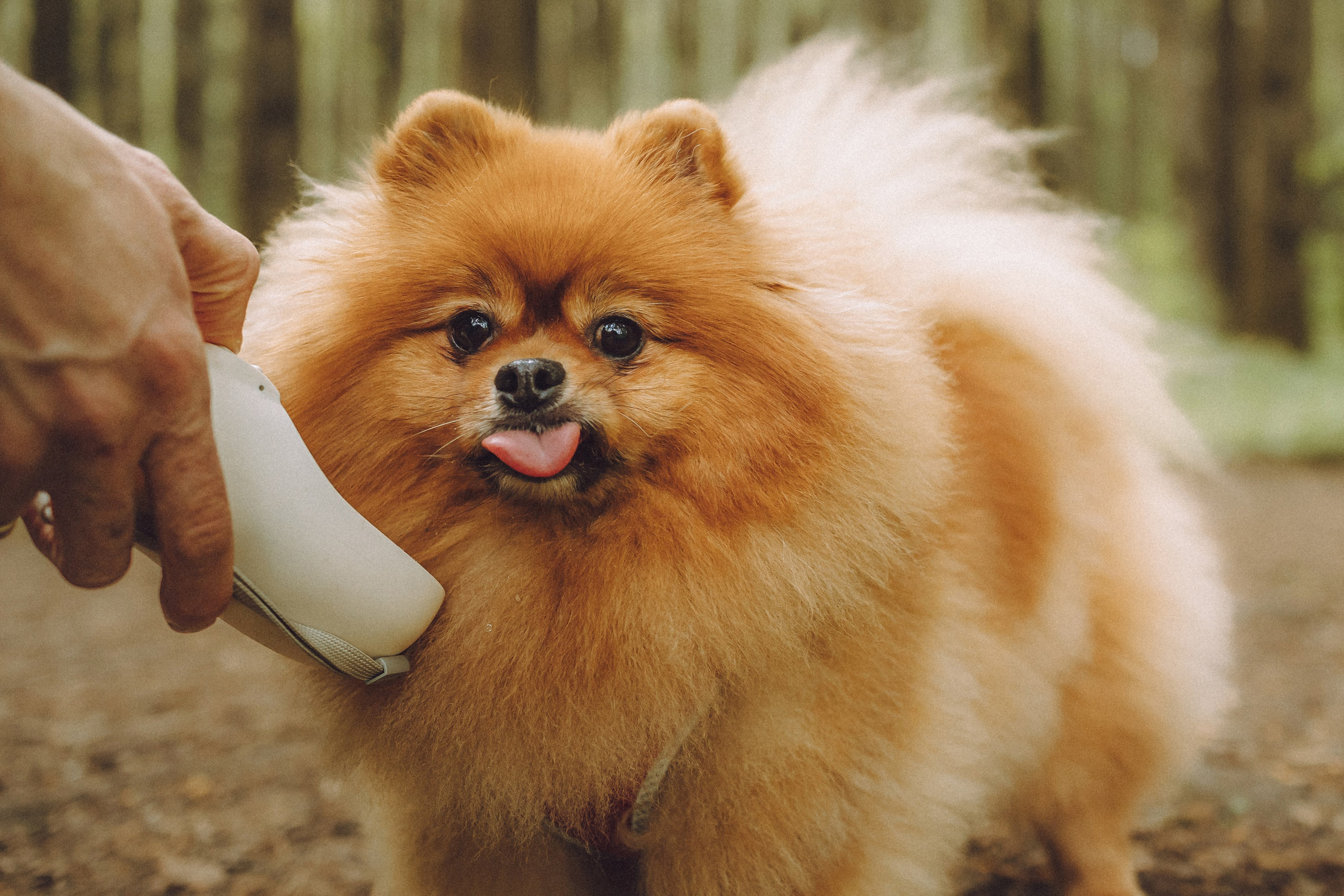 Лорик и его семья