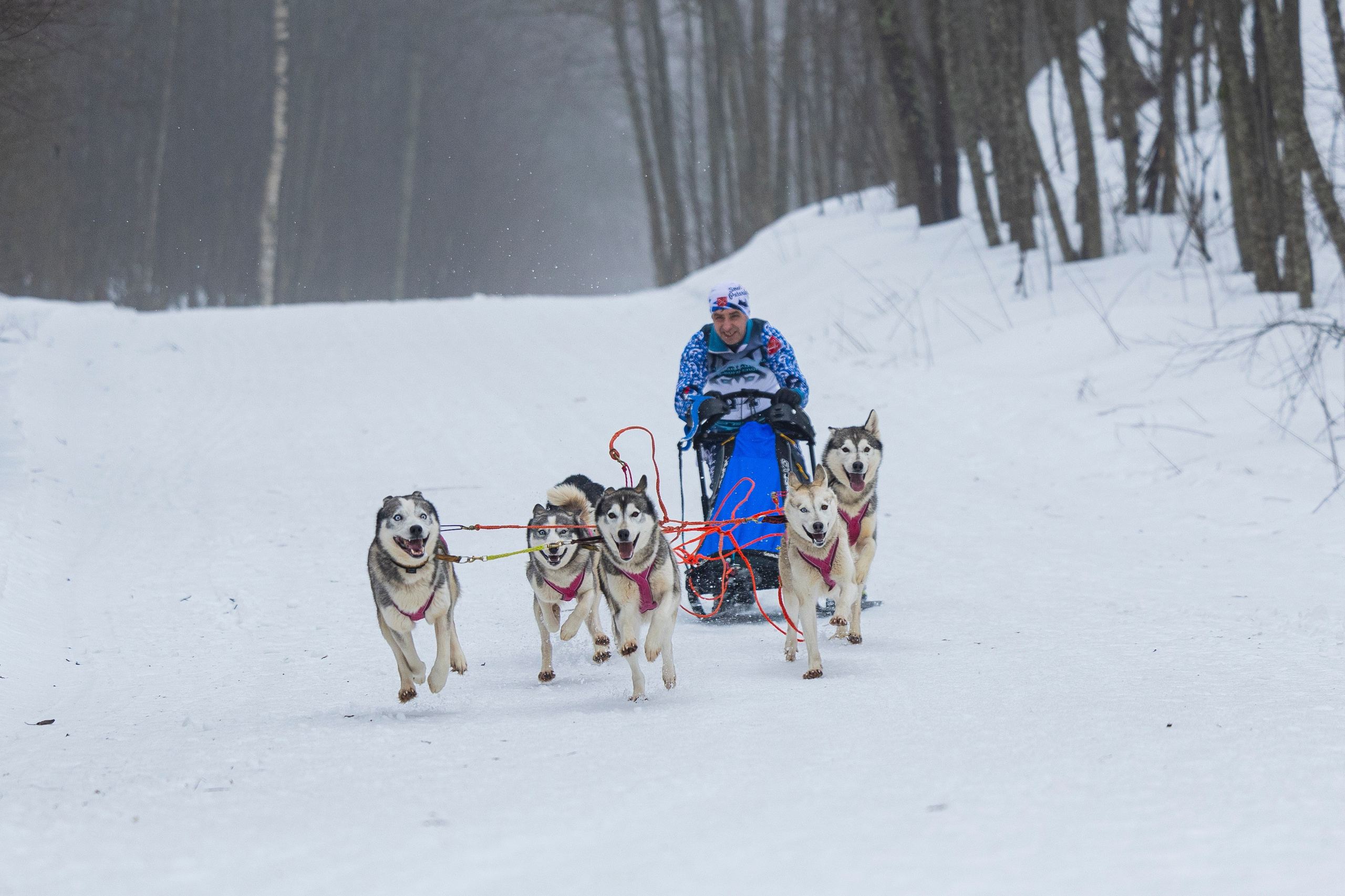 Зимний Чемпионат Санкт-Петербурга по ездовому спорту. Фотограф-анималист Анна Маринич