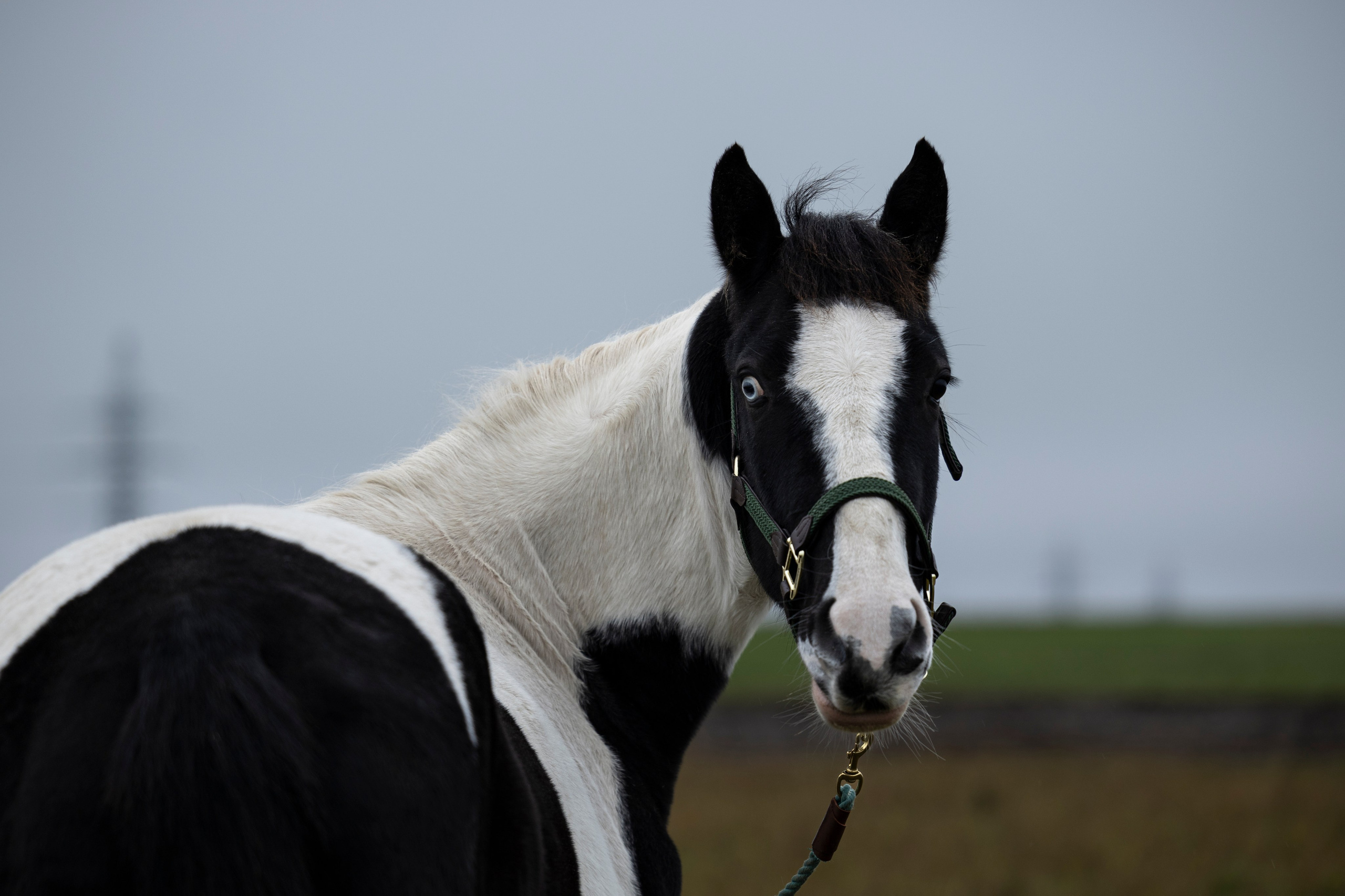 Дракарис и Кейси. Фотограф-анималист Анна Маринич