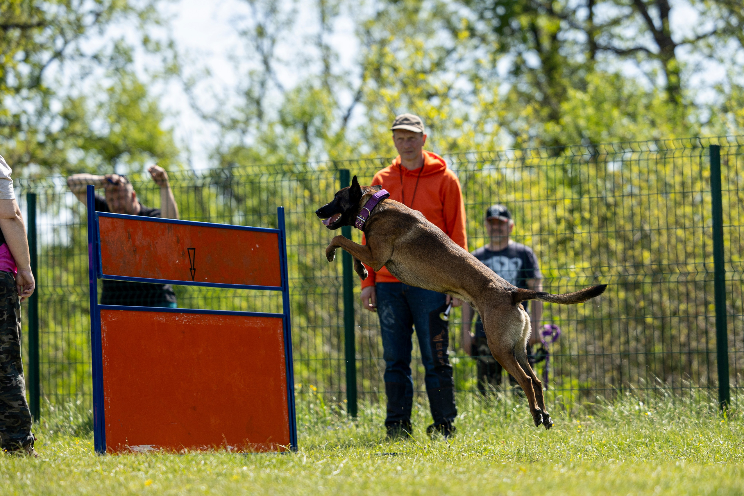 Испытания по мондьорингу в Нижнем Новгороде. Фотограф-анималист Анна Маринич