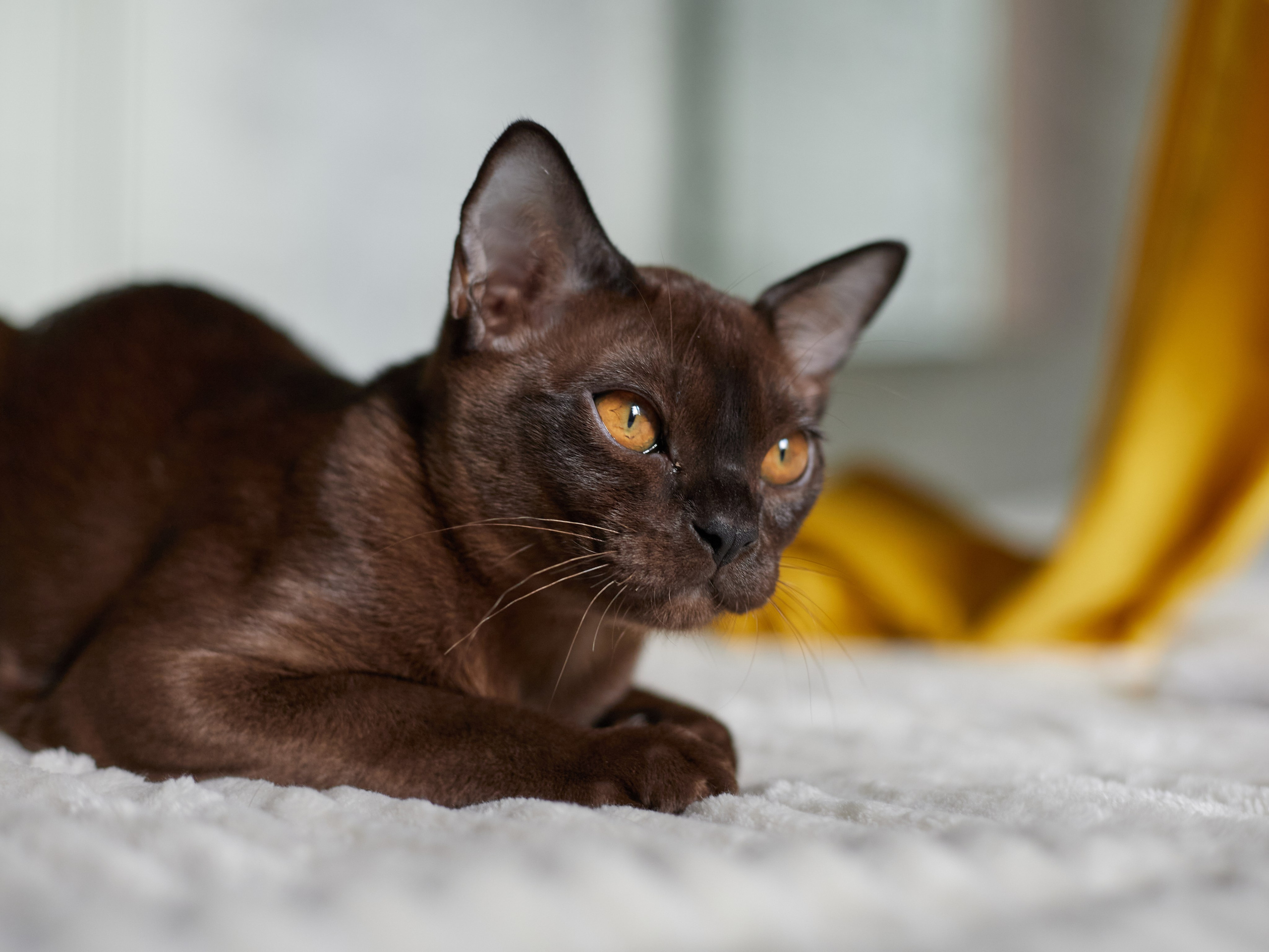 Jerry (Новый Уренгой). Питомник «Bouncy Life»