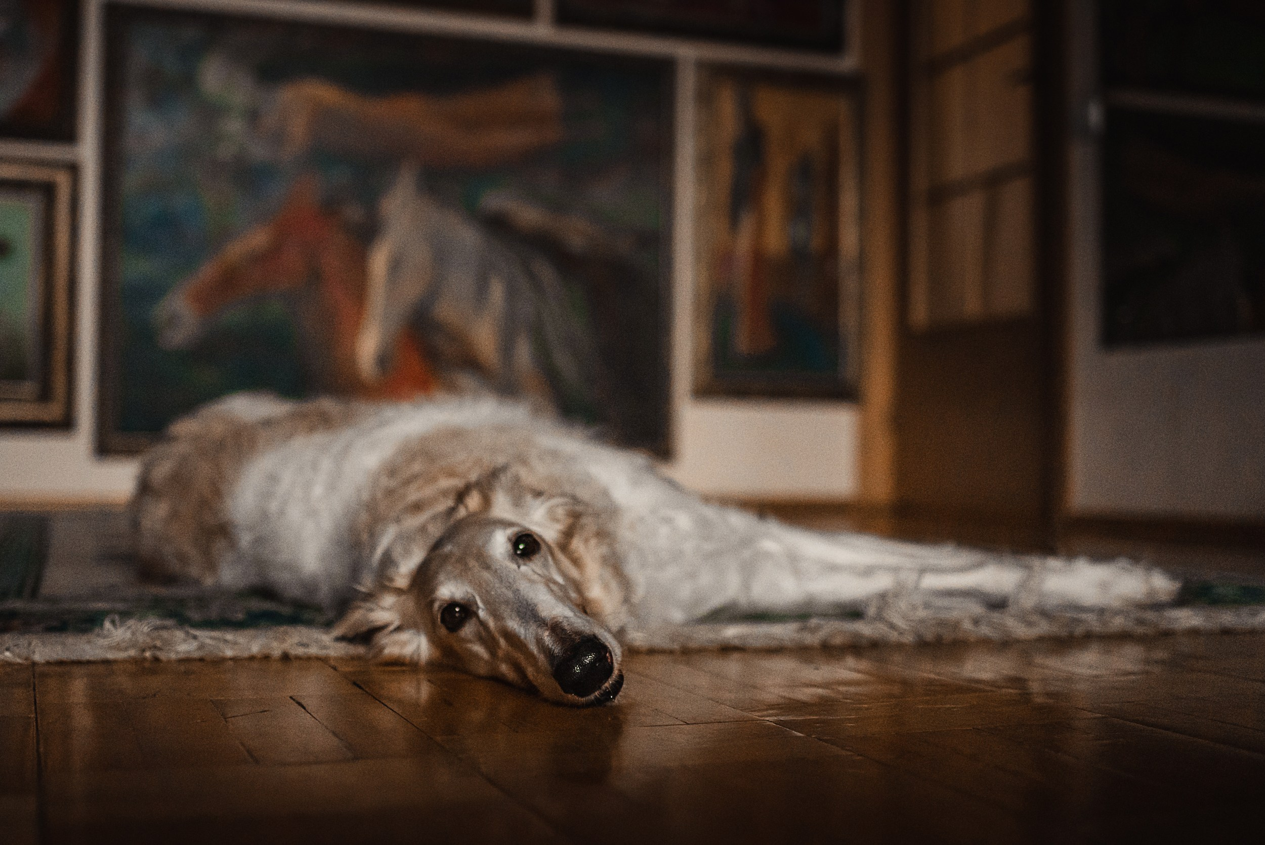 Квартира с картинами. Алиса, Андрей и их пушистая семья. Семейный Фотограф в Москве Ирина Хохлова