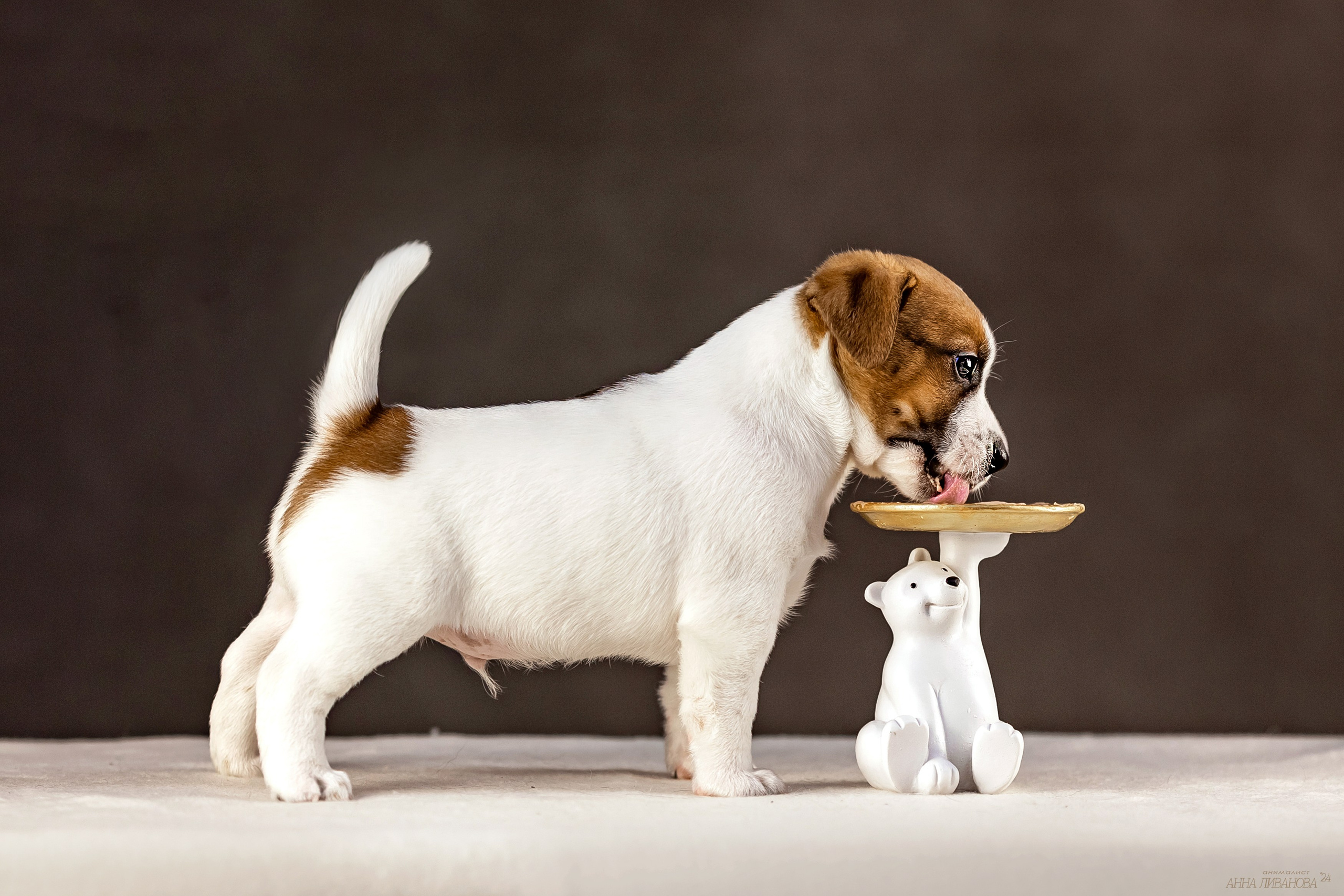 Джек расселы. Фотограф анималист Аня Ливанова | Рыбинск