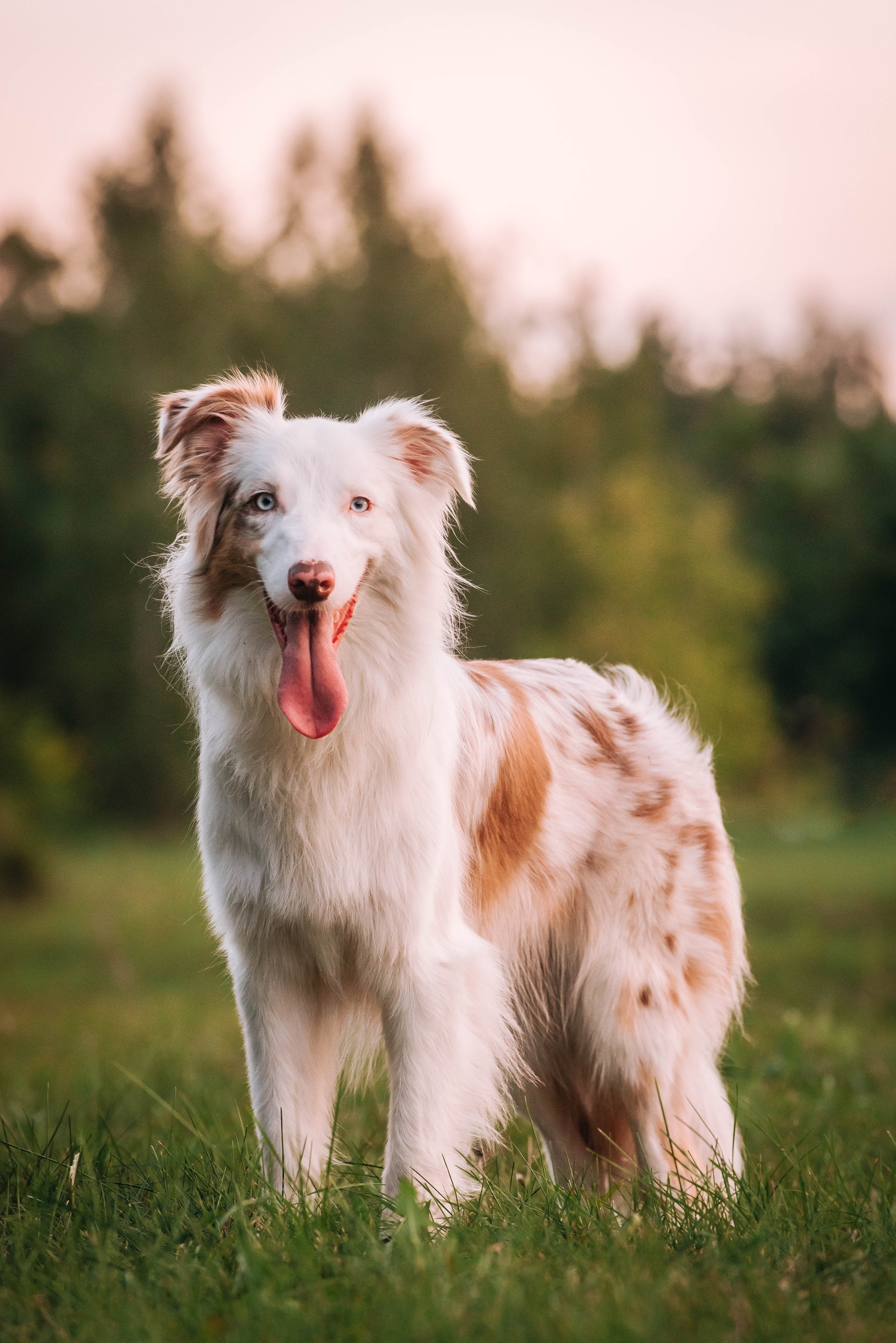 Лиза и Айви. Главная
