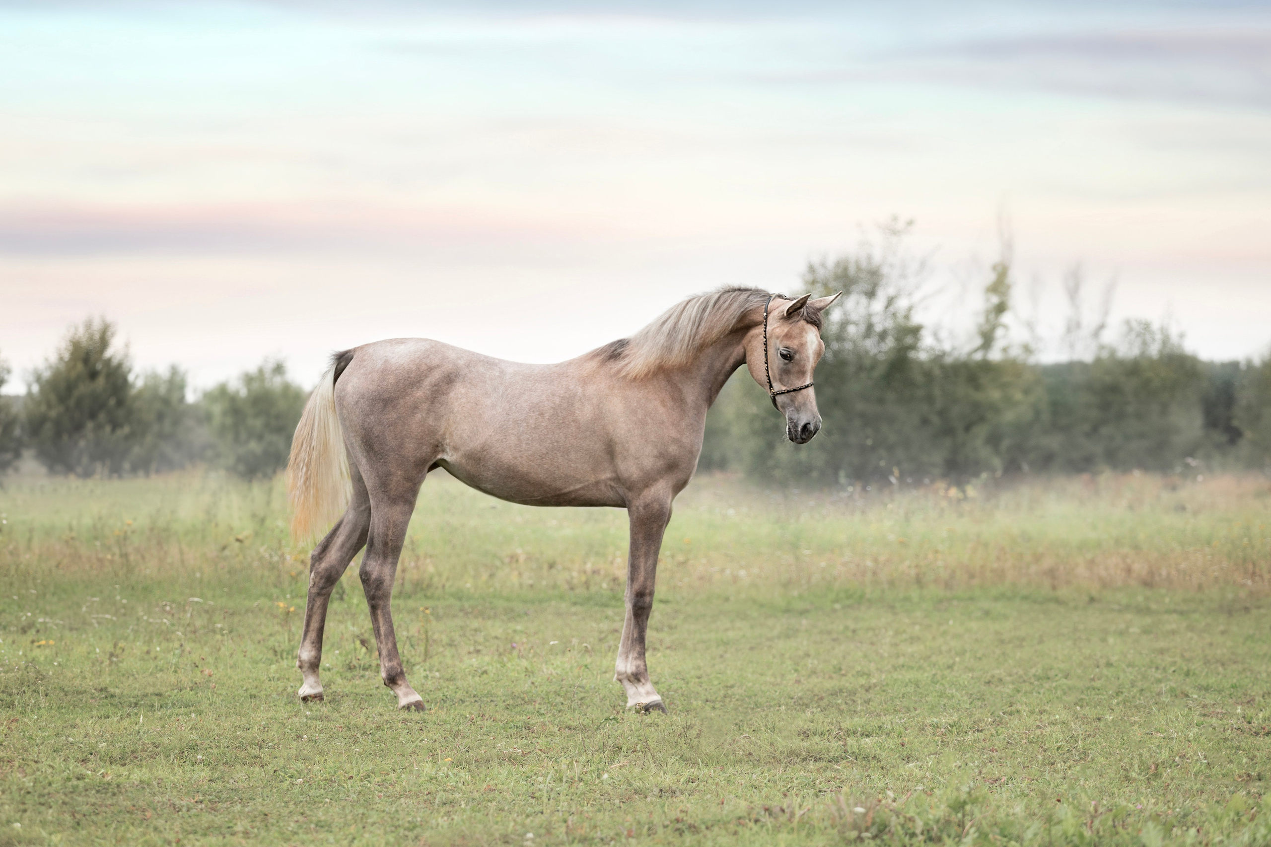 Фотосъёмка лошадей. Семейный и анималист фотограф в Переславле Анастасия Гусева