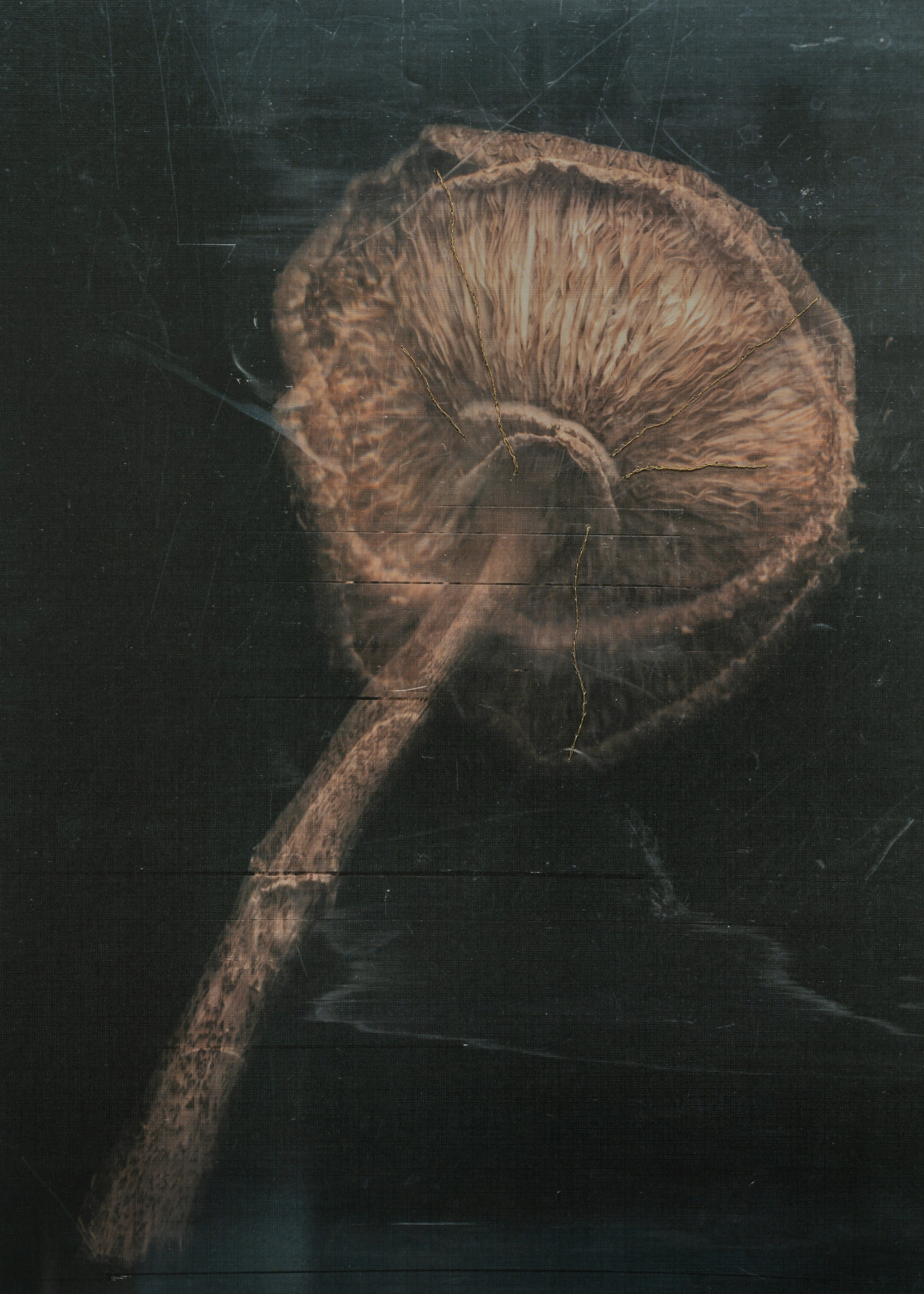 Призрачные узоры. Фотограф Елена Хазина, Рязань