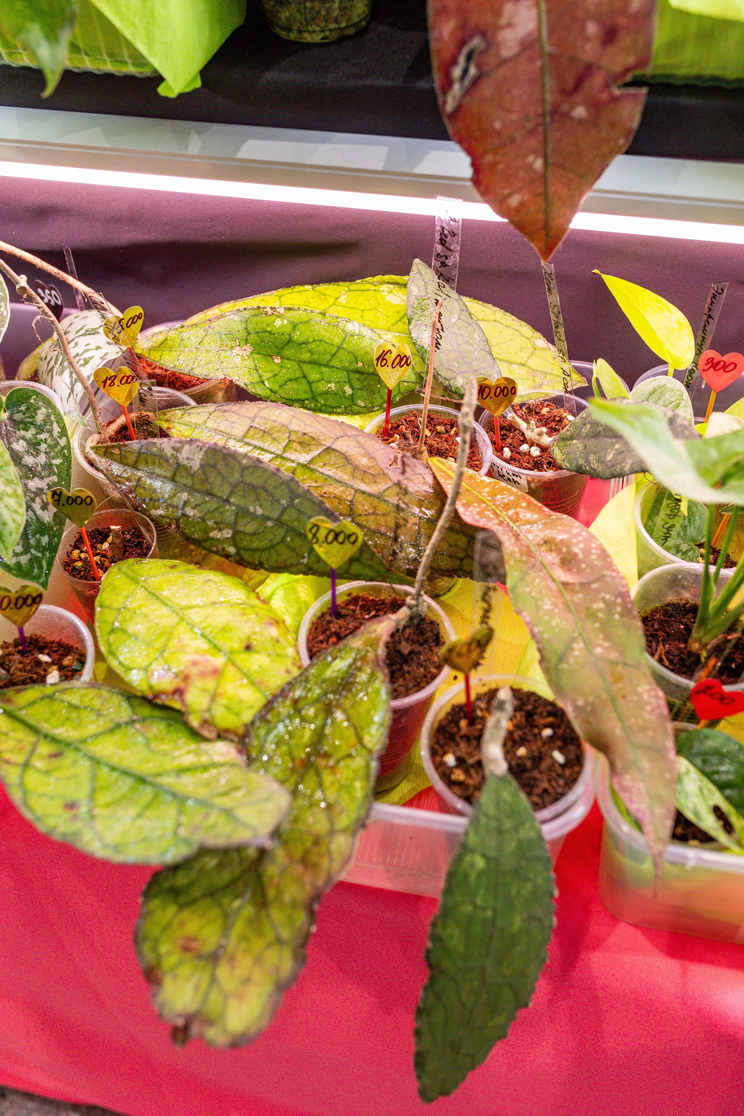 Монстериум апрель 2025. Александра Куликова фотограф, Москва