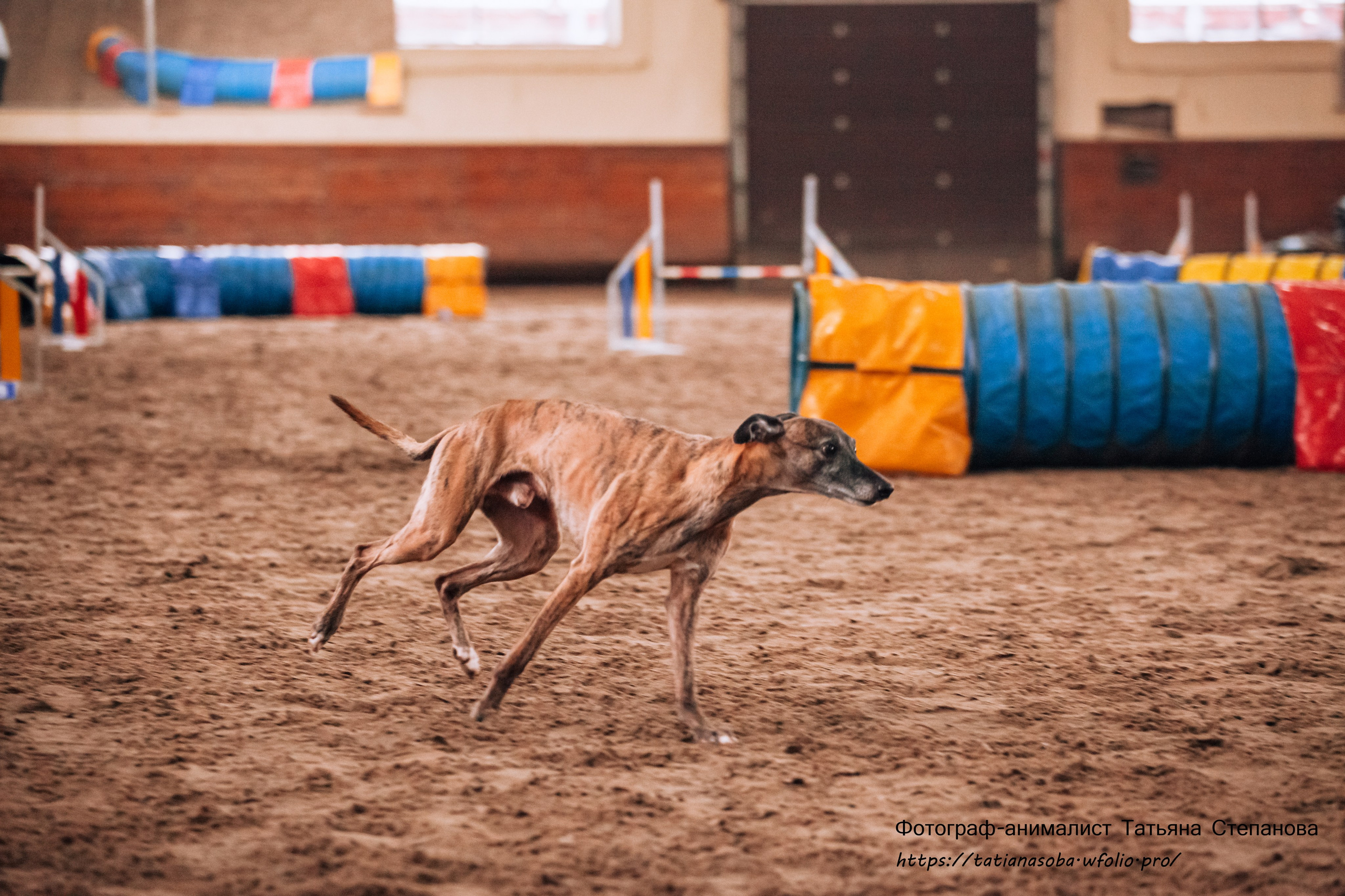 Соревнования по Аджилити 25.02.2024. Фотограф-анималист Татьяна Степанова