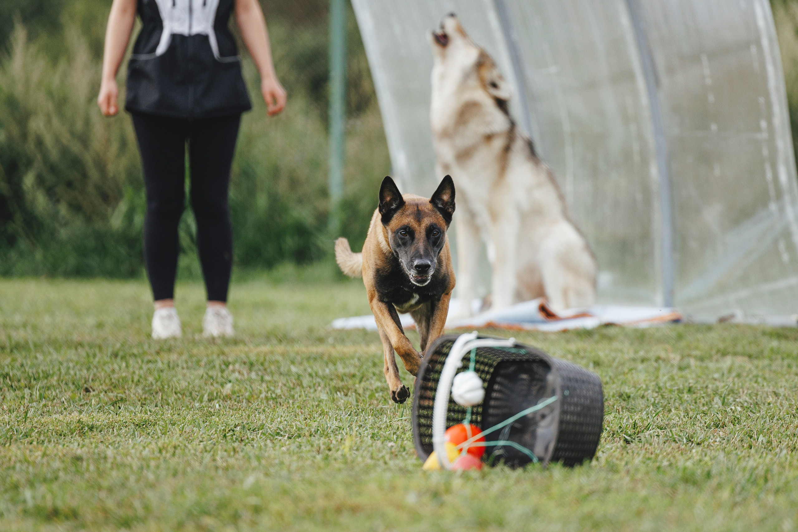 08.08.25-10.08.25 ЧР по мондьорингу г. Вологда. Фотограф-анималист Анна Маринич