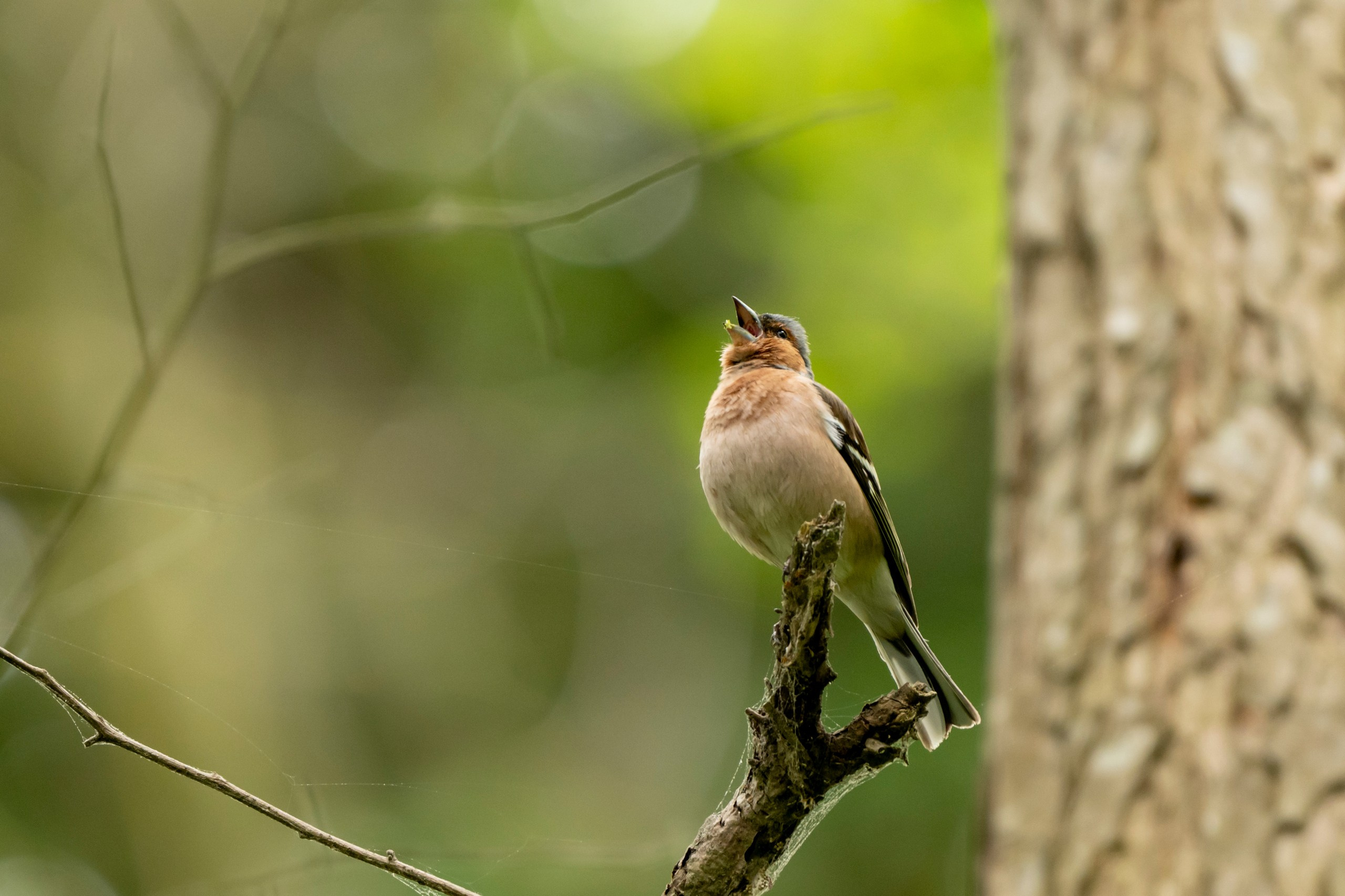 Дикая природа Дагестана. Май 2025 г. Foto-Zuev фотография как искусство