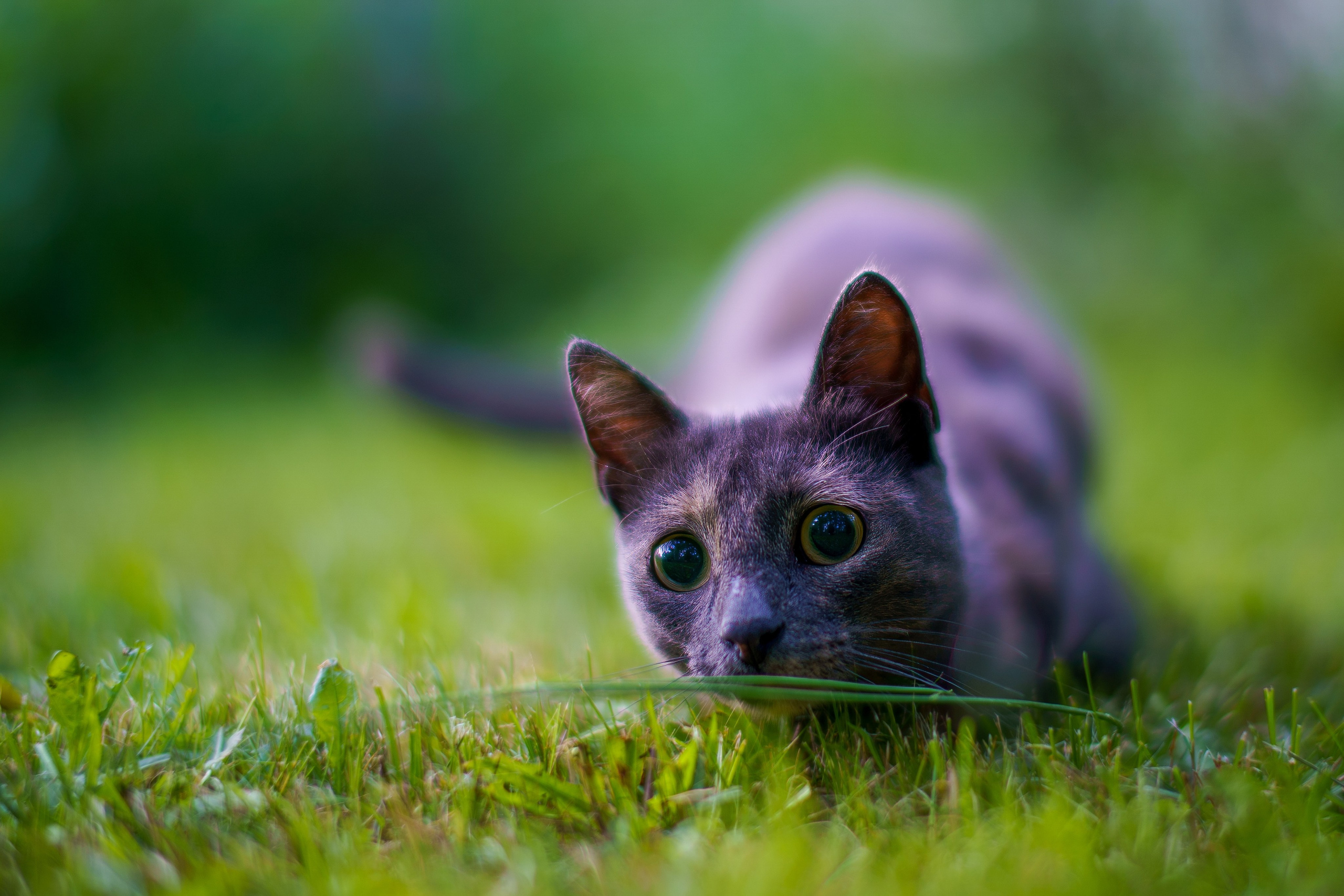 Animals — Животные