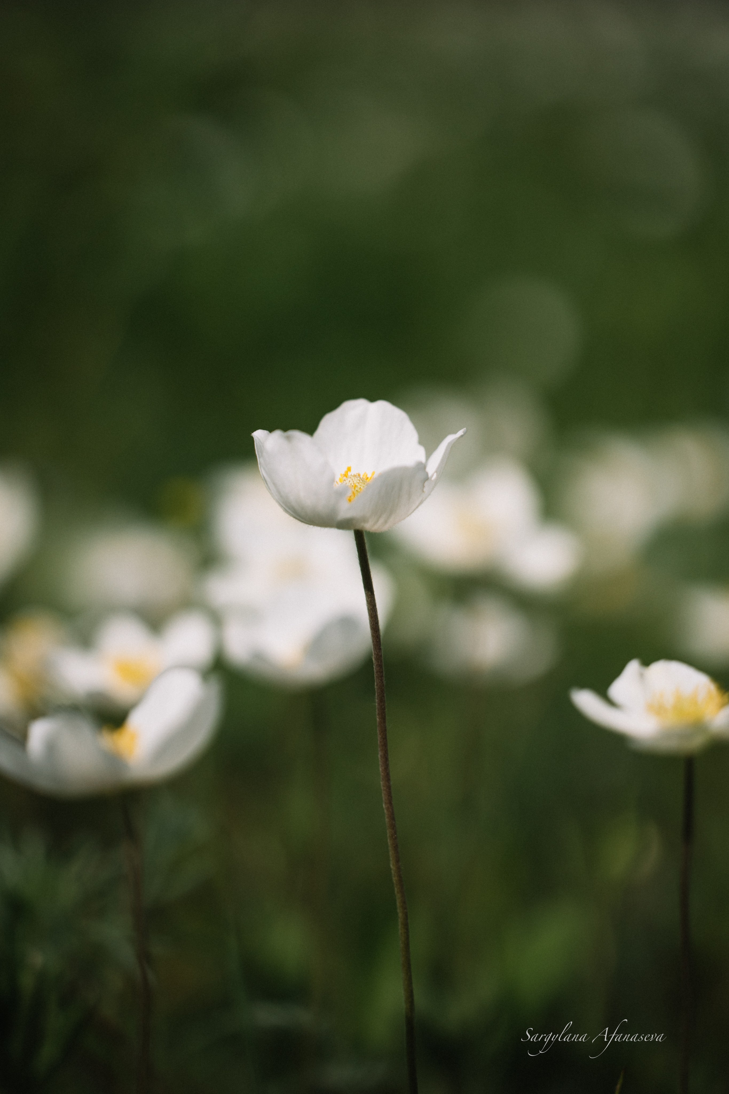 ПЕЙЗАЖ И ЛЮДИ. Саргылана Афанасьева