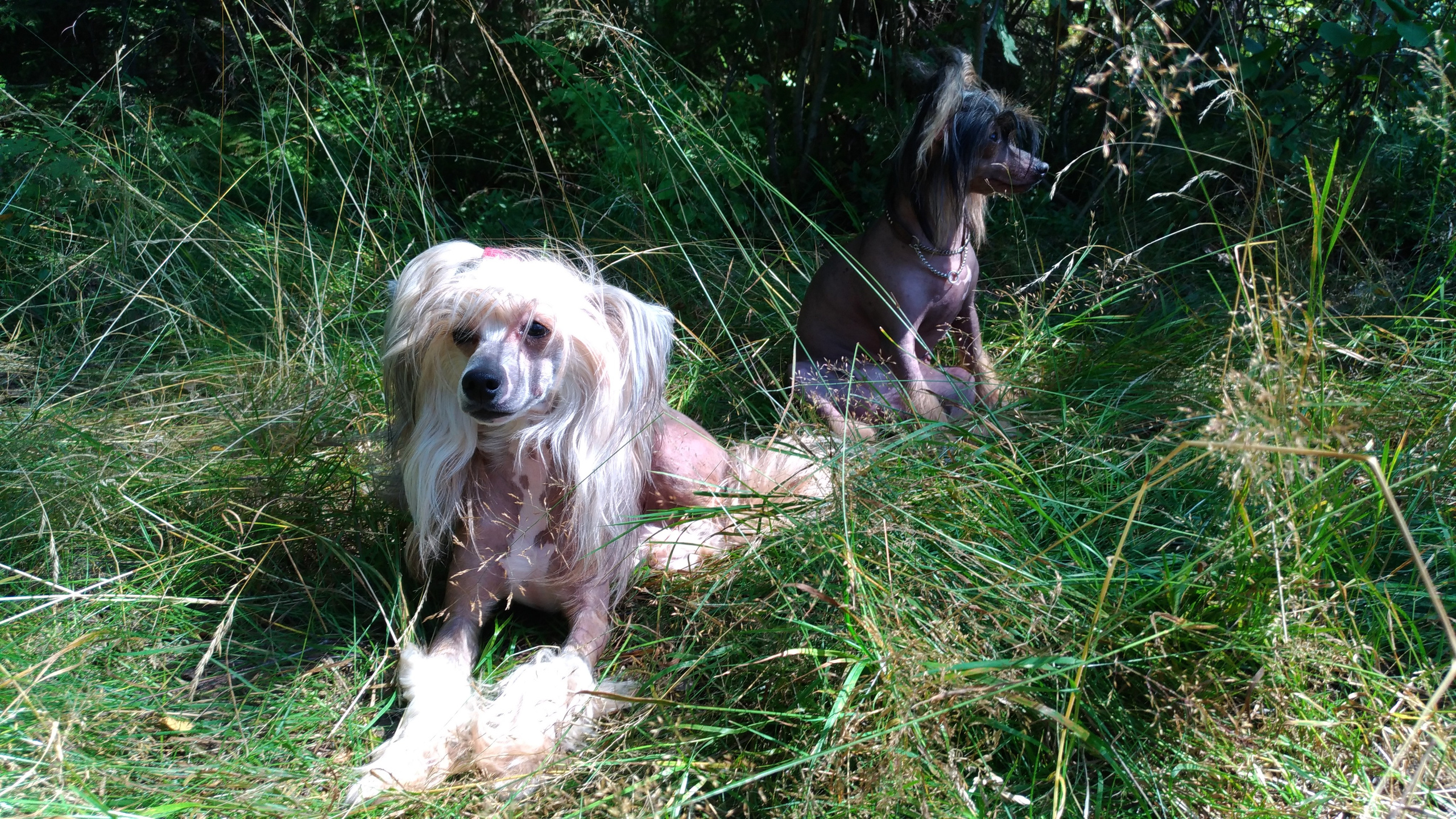 Hike to Konakovo. Poale Ell Chinese Crested Dog Kennel: Buy a puppy from the kennel