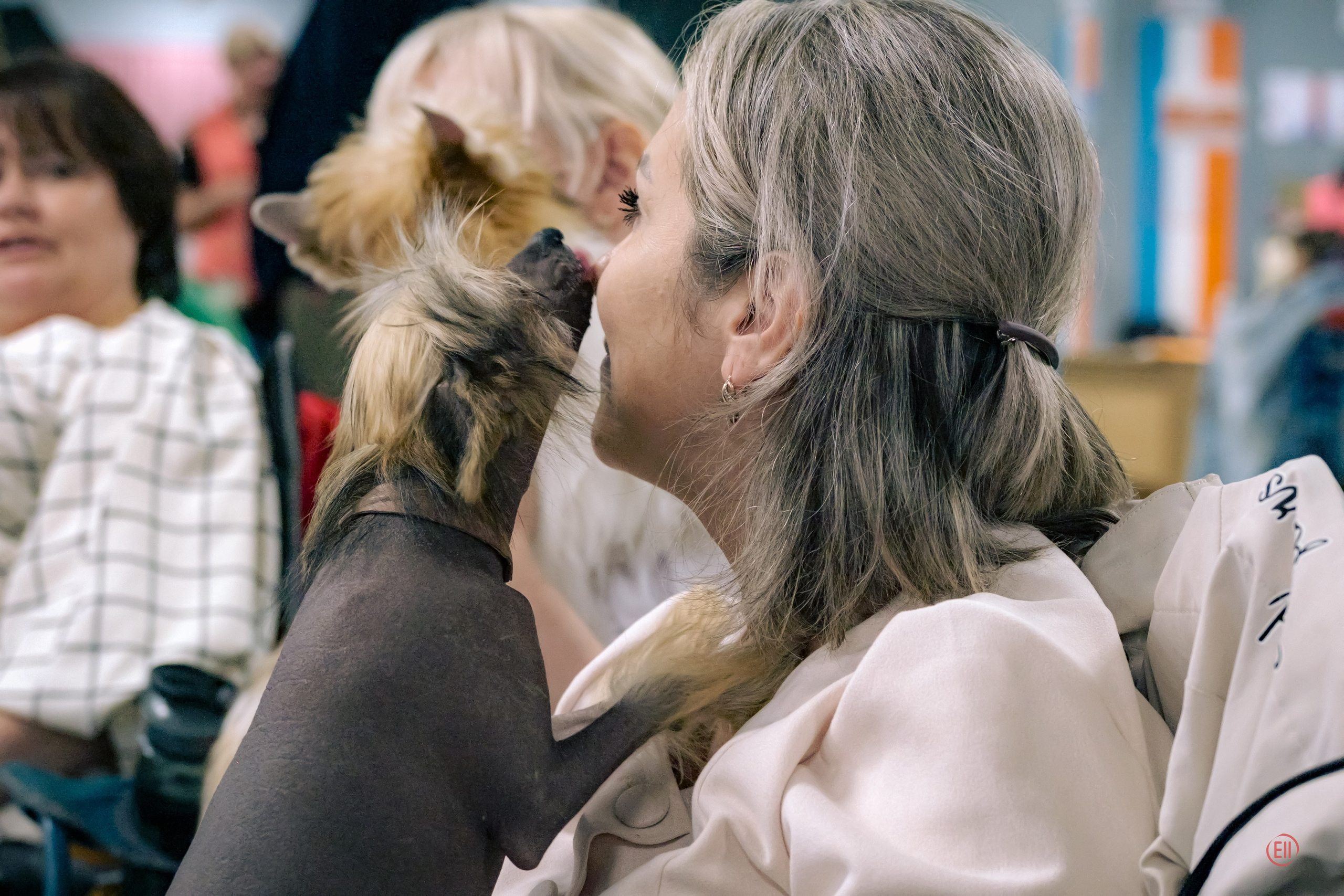 Национальная выставка китайских хохлатых собак 2023. Питомник китайских хохлатых собак Poale Ell: купить щенка