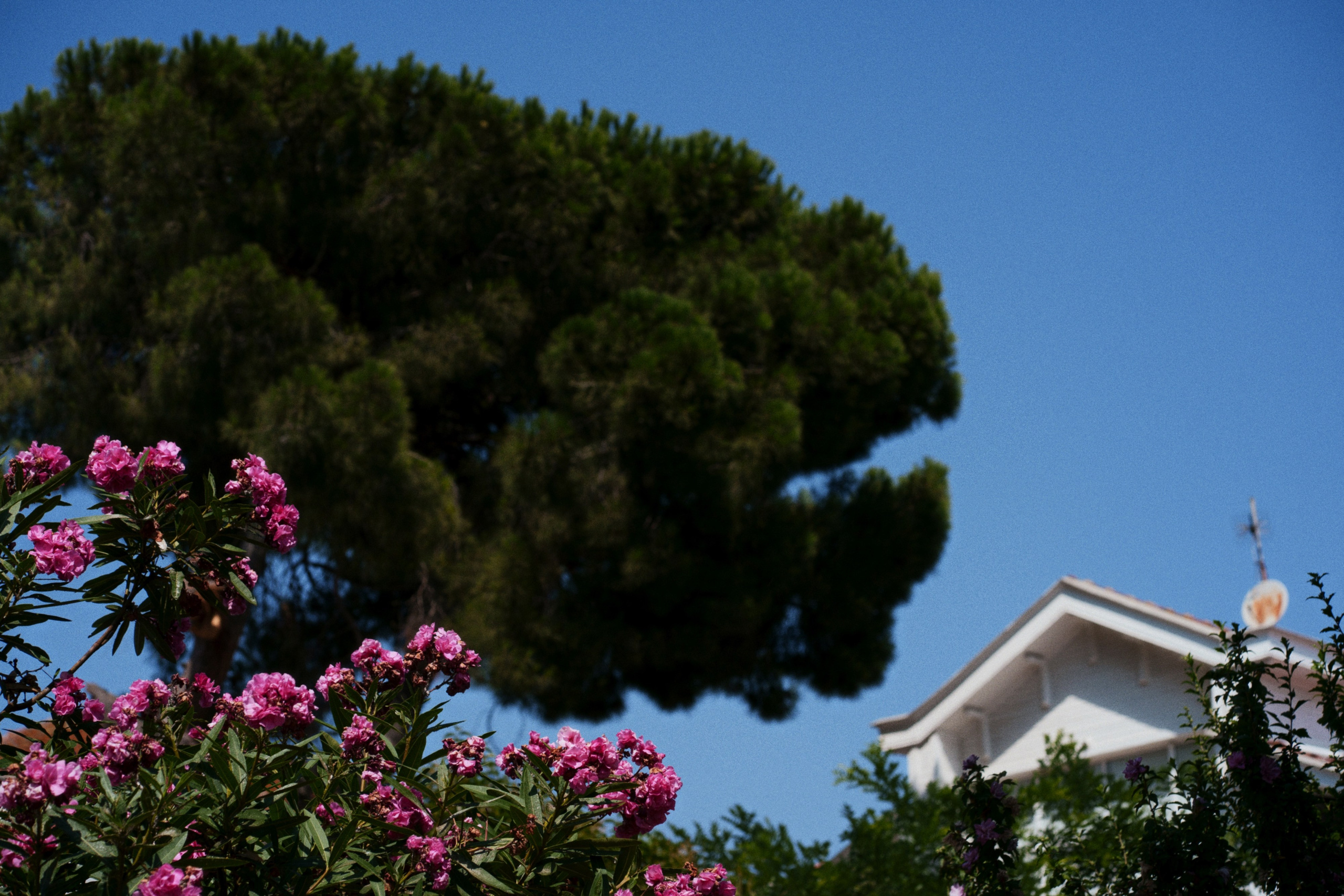 Büyükada х Heybeliada, Istanbul / Türkey SS25. Фотограф Юрин Евгений
