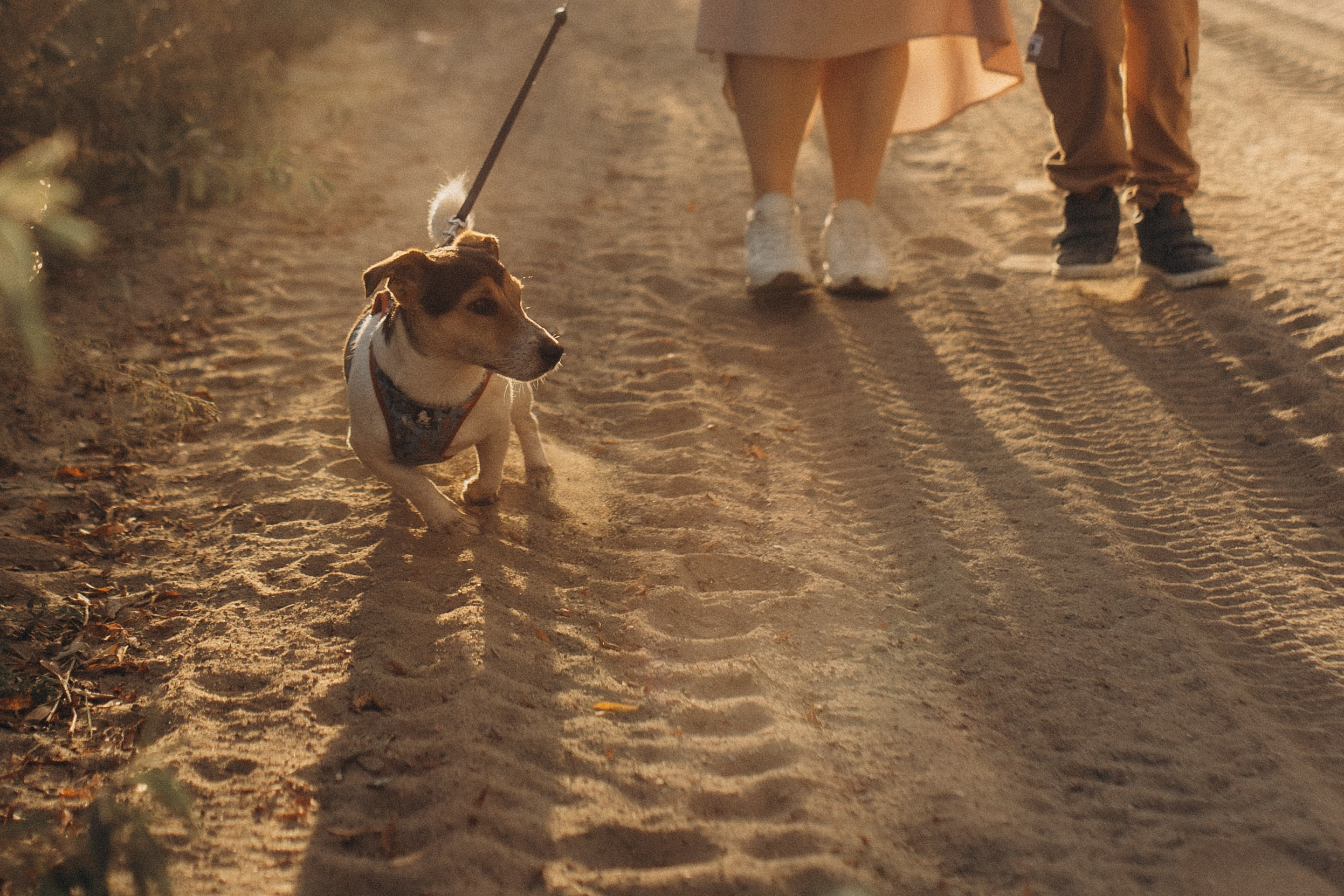 Юля, Милана, Тимур и Добби, осенняя история. Семейный фотограф lifestyle в Новосибирске Елена Шпилевая