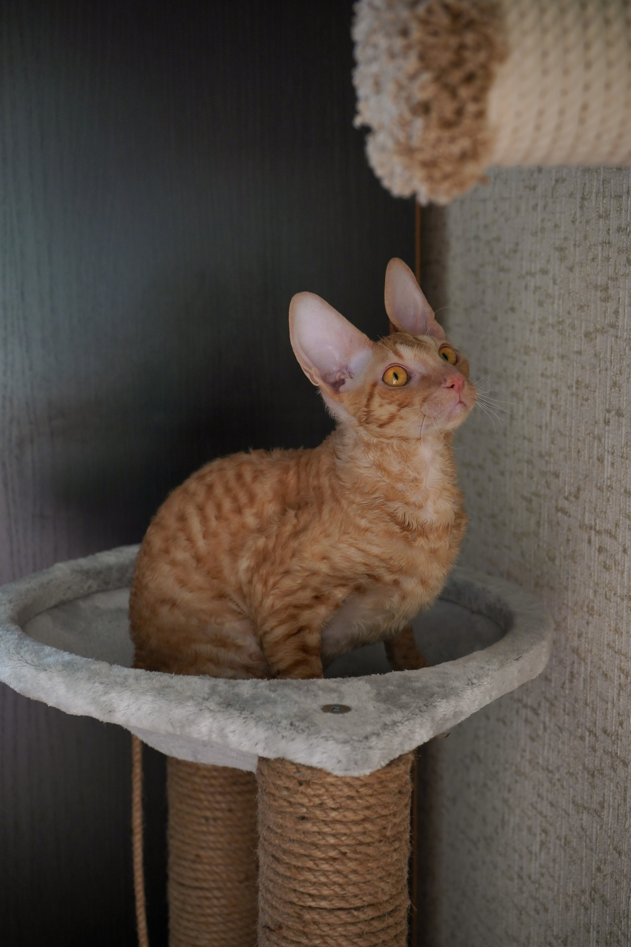 Фотосессии Пушистиков. Фотограф в Санкт-Петербурге Виктория Барышникова