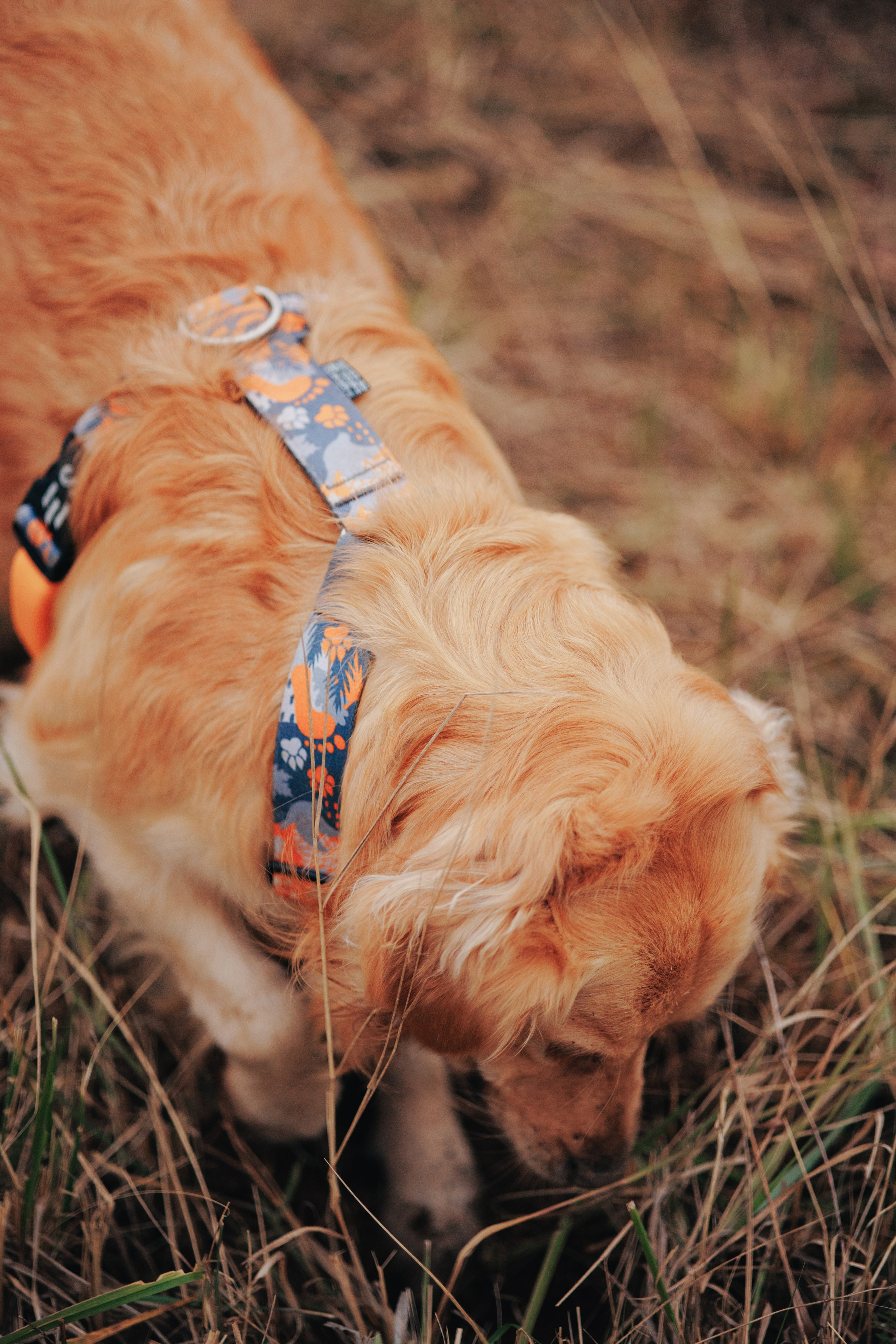 Съемка с собакой. Анастасия Белаш