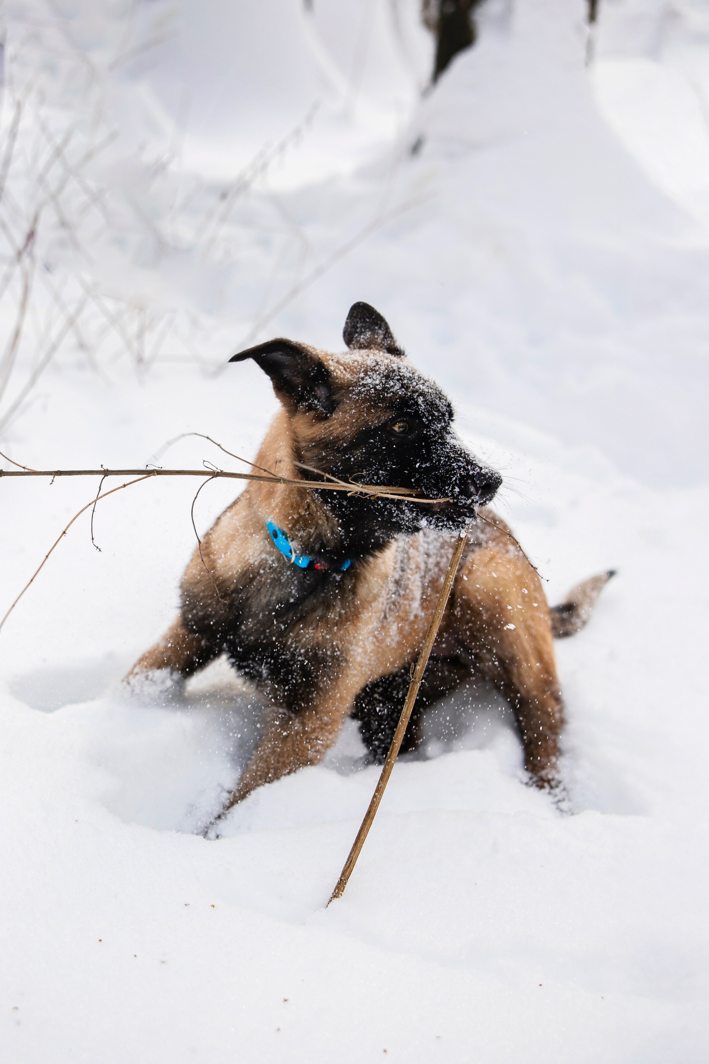 Бэлла и Панда. Анастасия Белаш