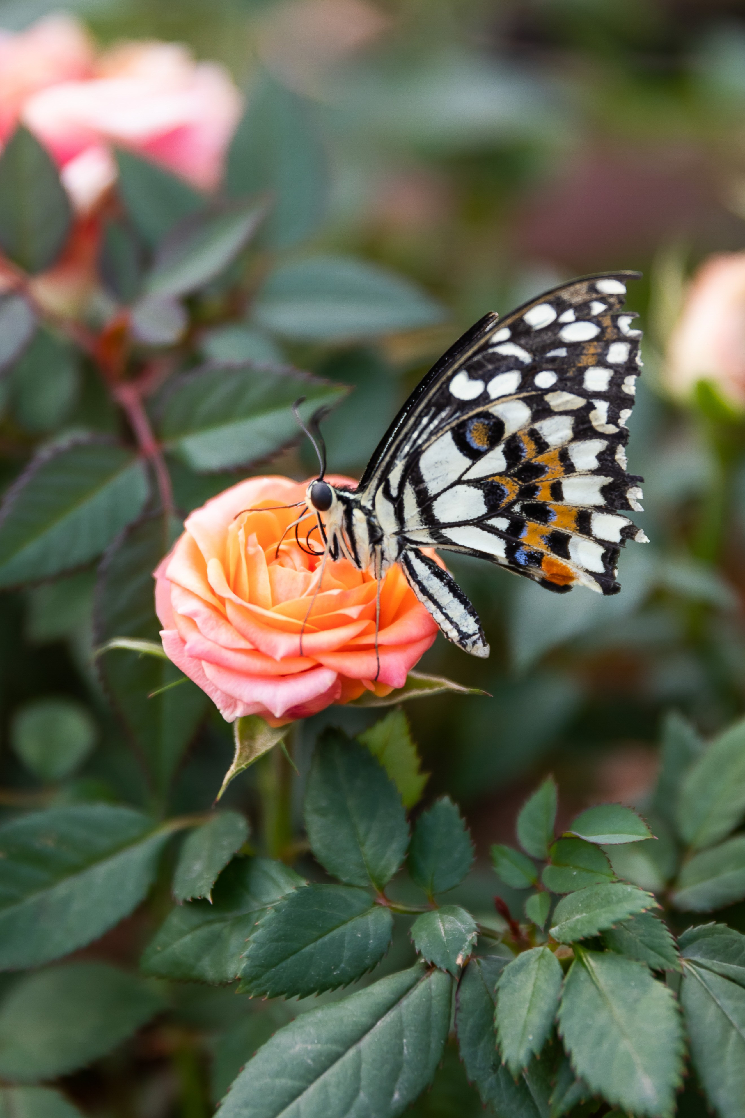 Съемка для проекта: Театрализованный ужин «Один летний день» в отеле Wawelberg. NesterovaMaria.ru