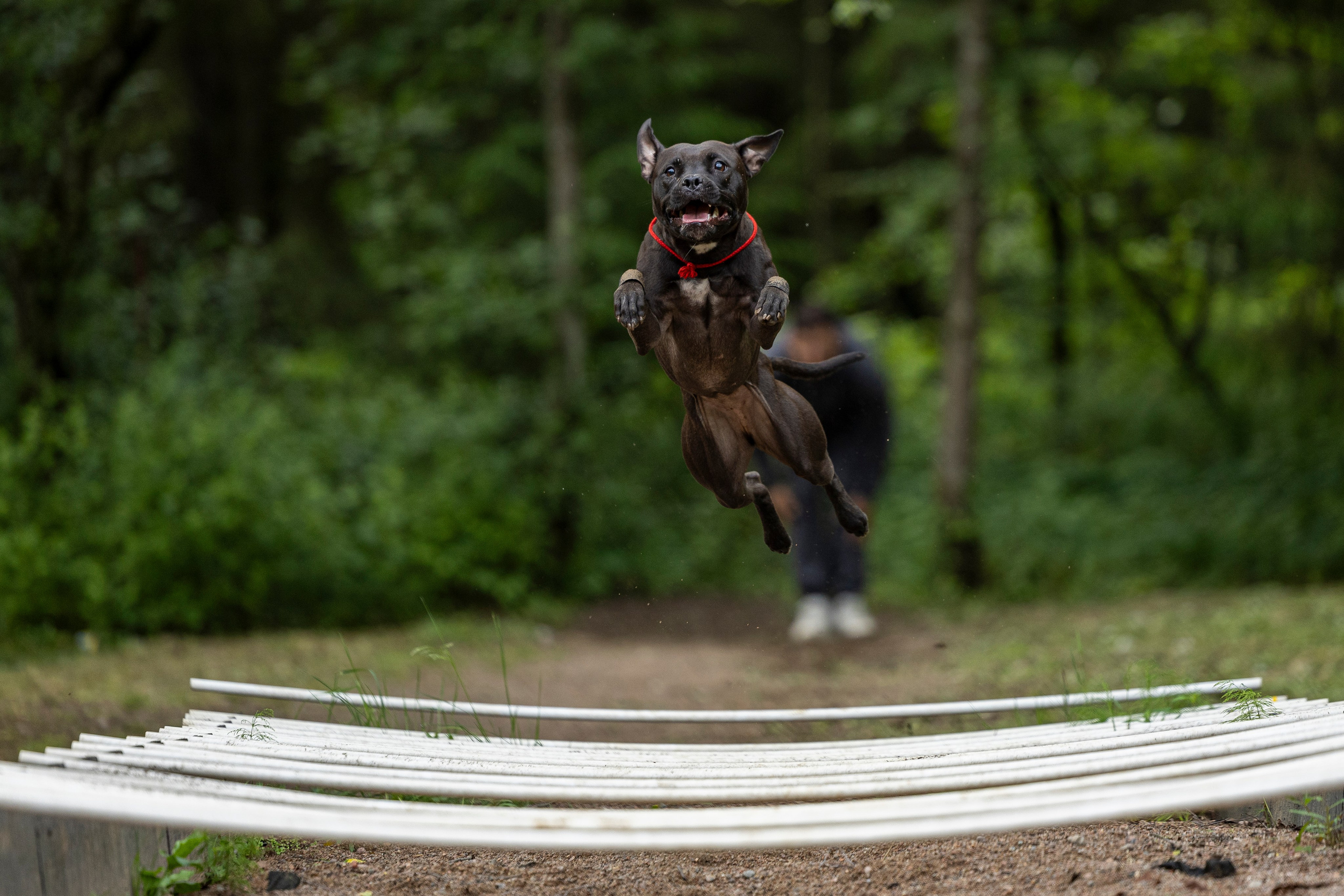 Пит-стафф многоборье. Фотограф-анималист Анна Маринич