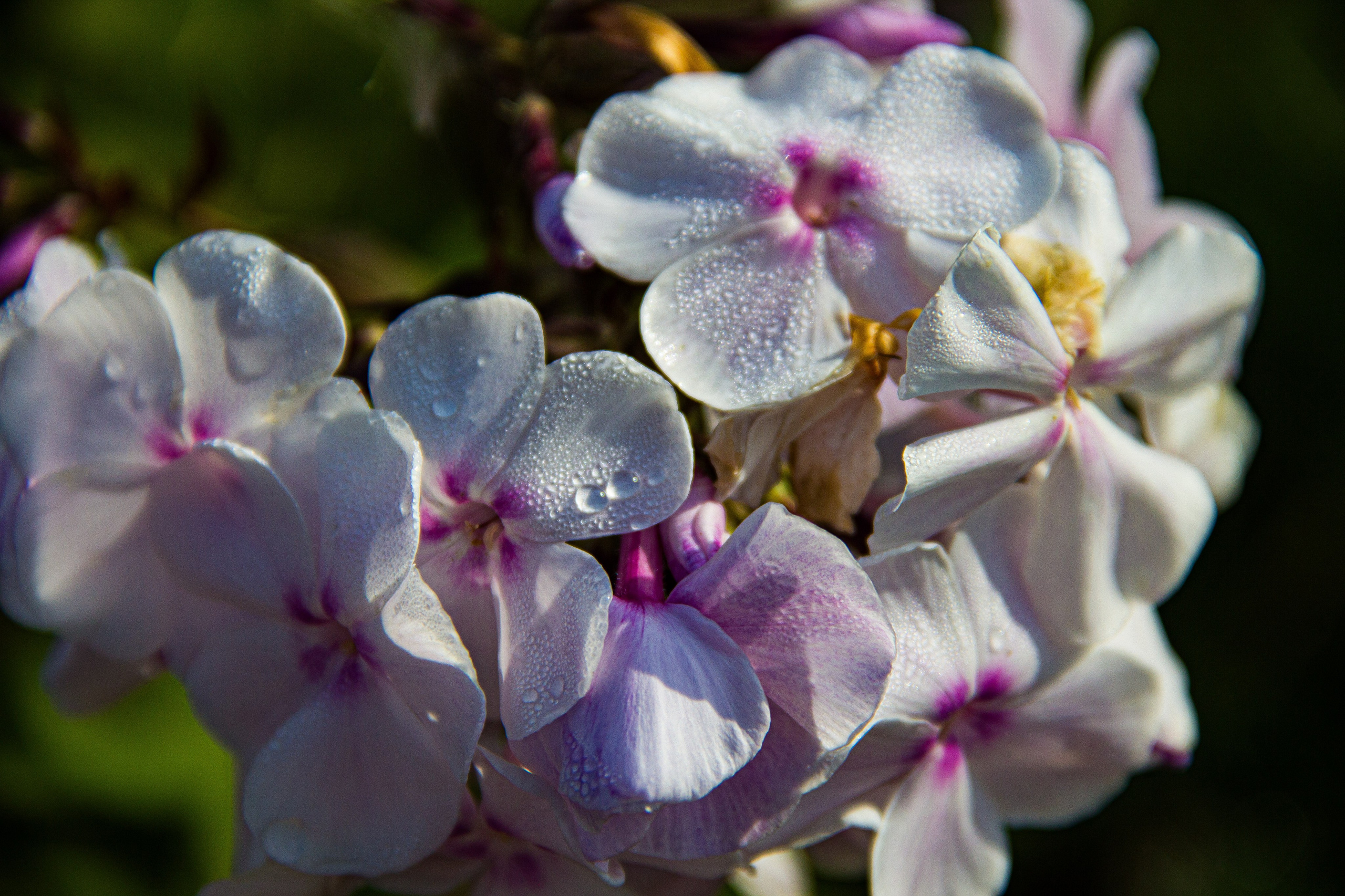 Subject: в саду. Фотограф в Перми Любовь Огородова | Авторские туры
