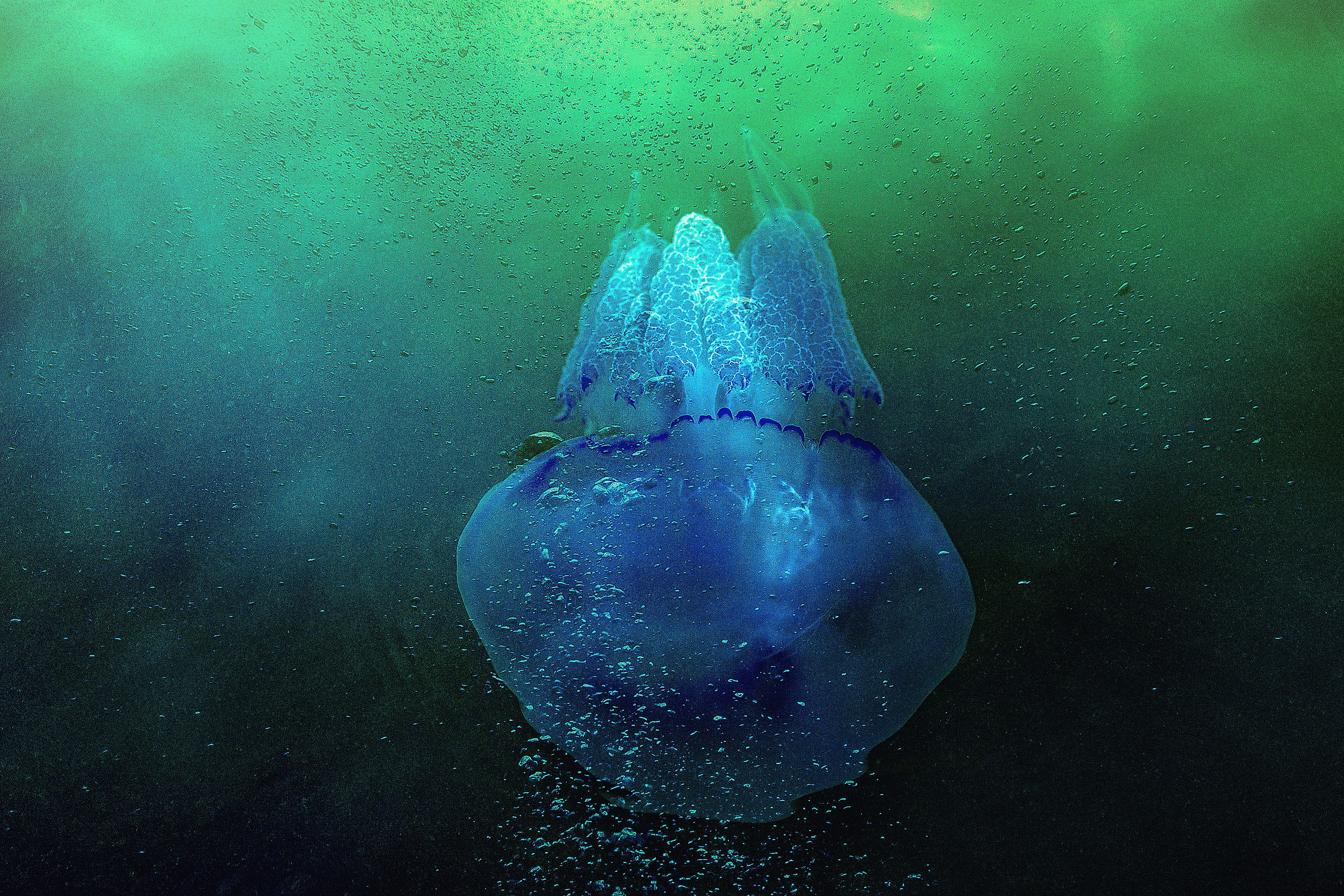 Фотопроект» Жизнь медуз». Медиапродюсер, фотограф в Минеральных Водах —Виктор Холодов