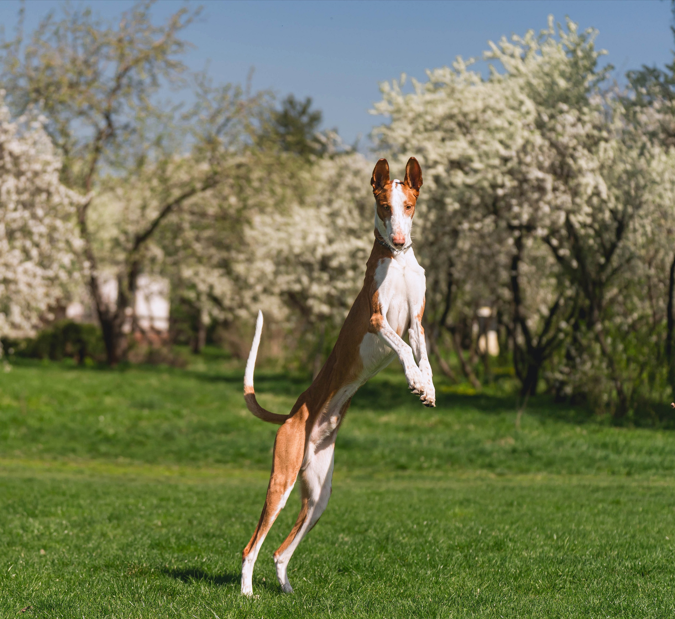 Выставки собак. Фотограф в Москве Ленарская Дарья