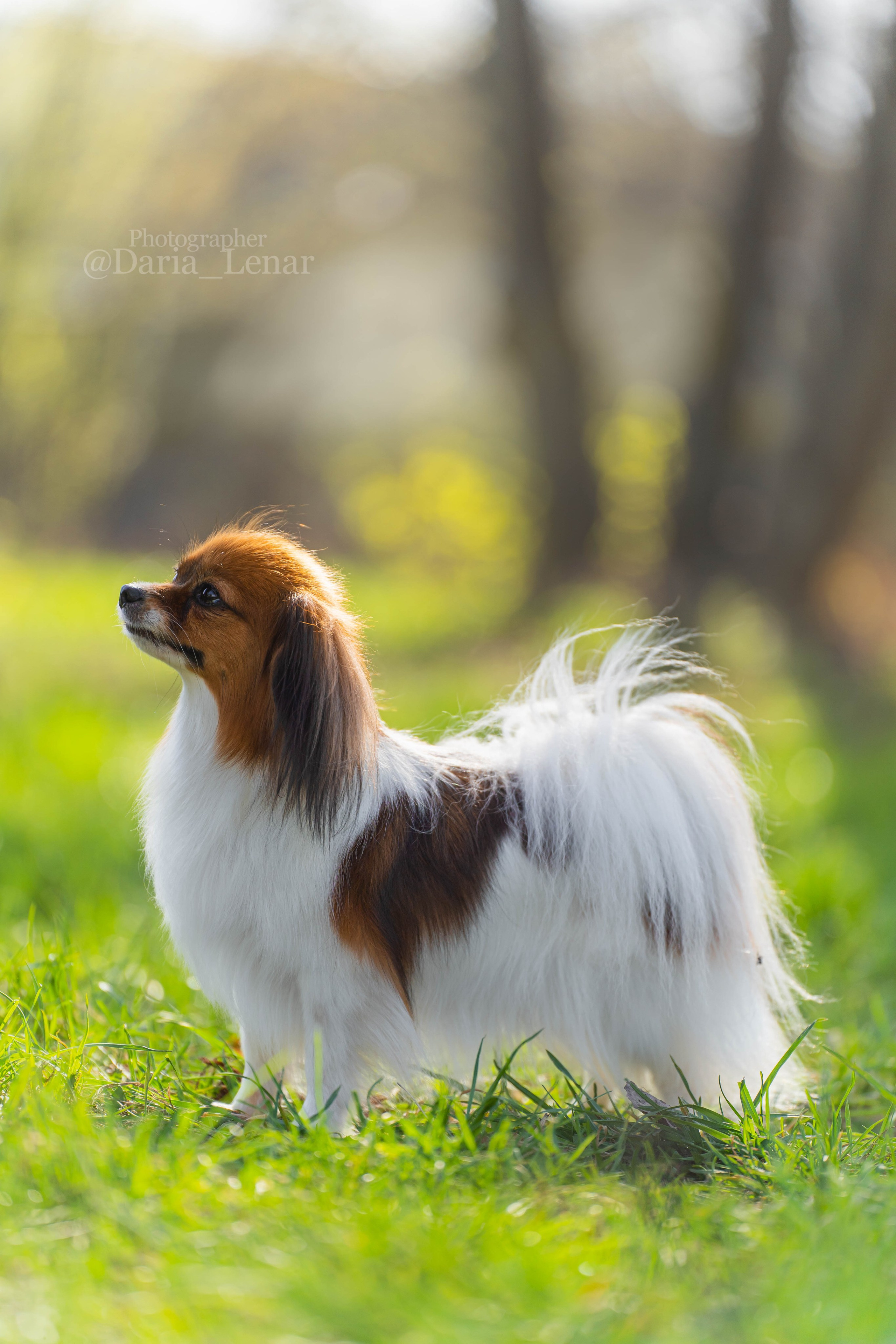 Выставки собак. Фотограф в Москве Ленарская Дарья