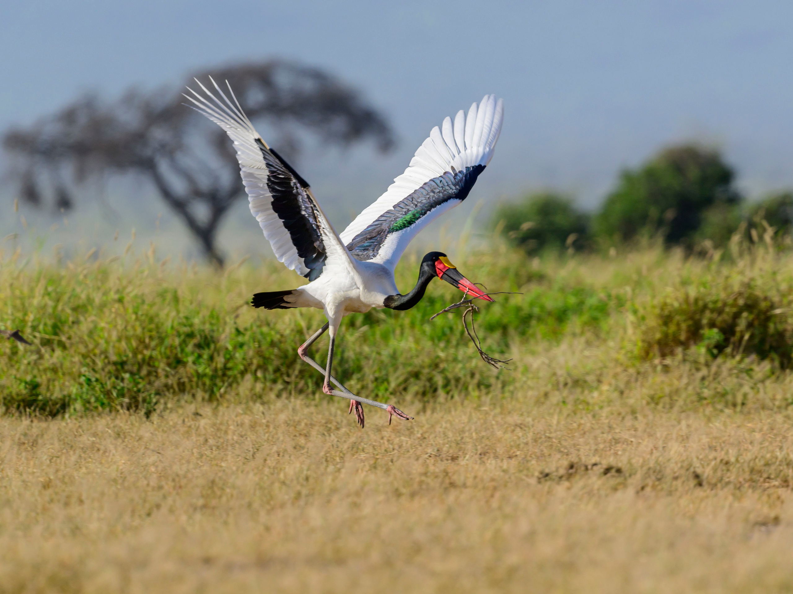 Кения. Wildlife photography by Sergey Puponin