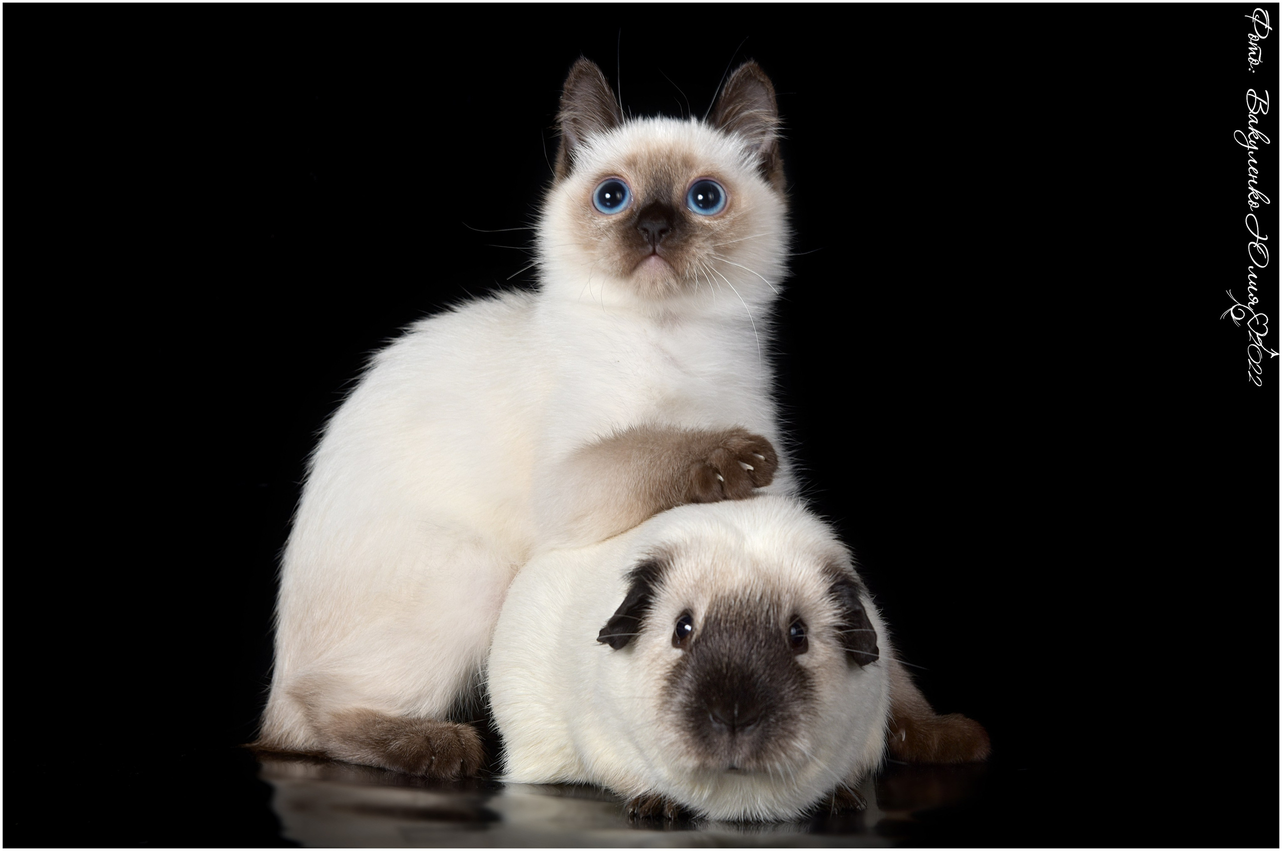 Взрослые. Фотограф анималист | семейный Юлия Вакуленко, г. Краснодар