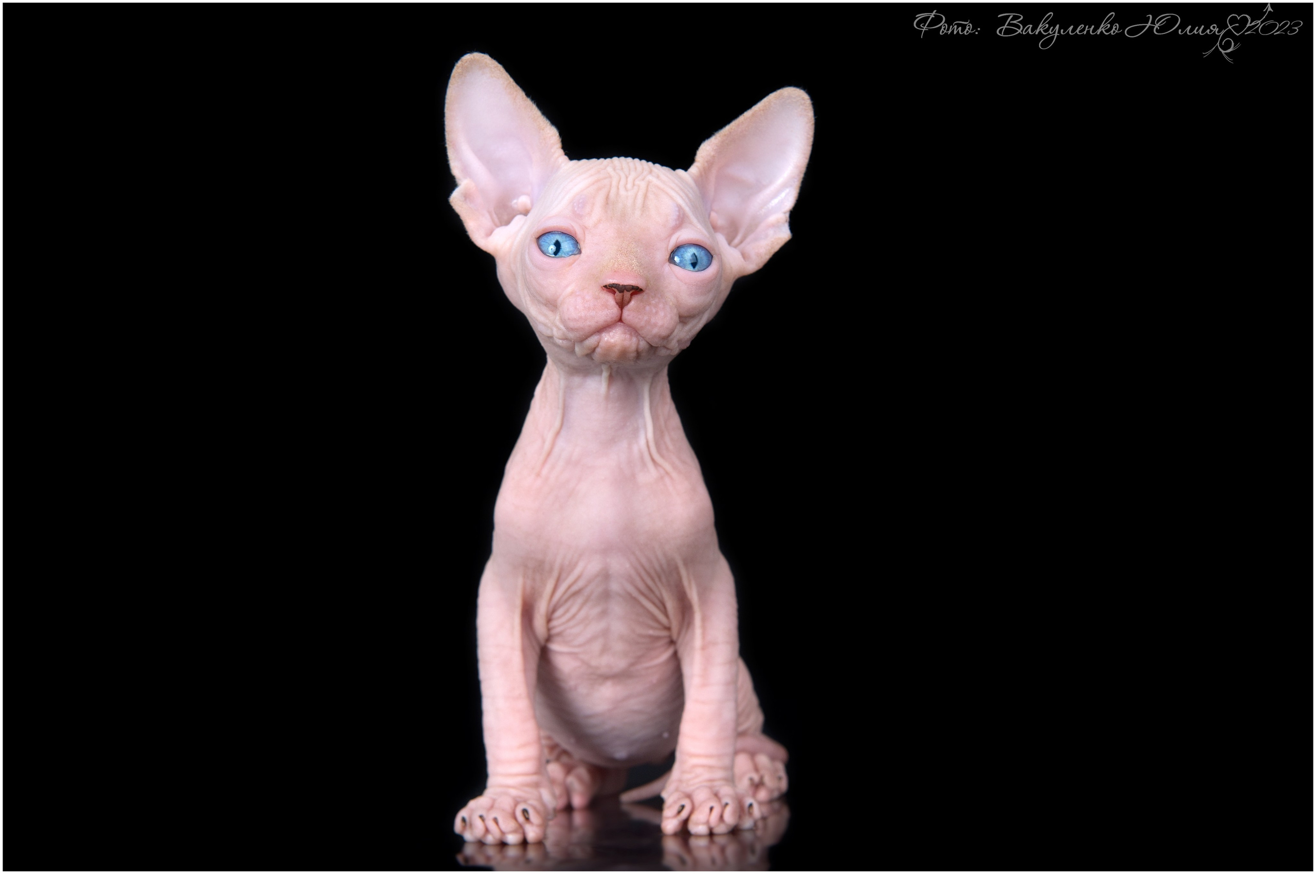 Котята. Фотограф анималист | семейный Юлия Вакуленко, г. Краснодар