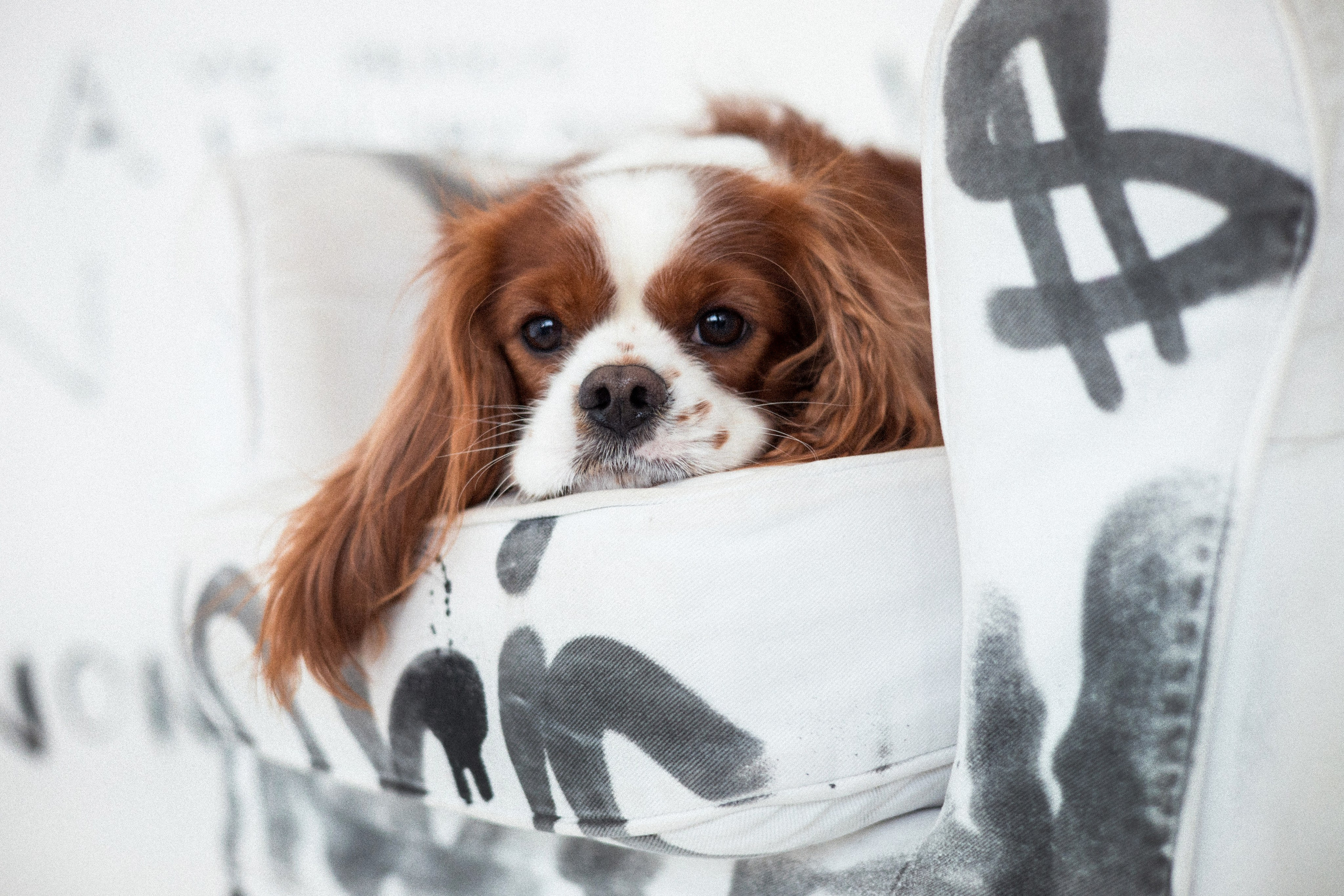 Портфолио. Фотограф-анималист в Екатеринбурге Марина Шишкина