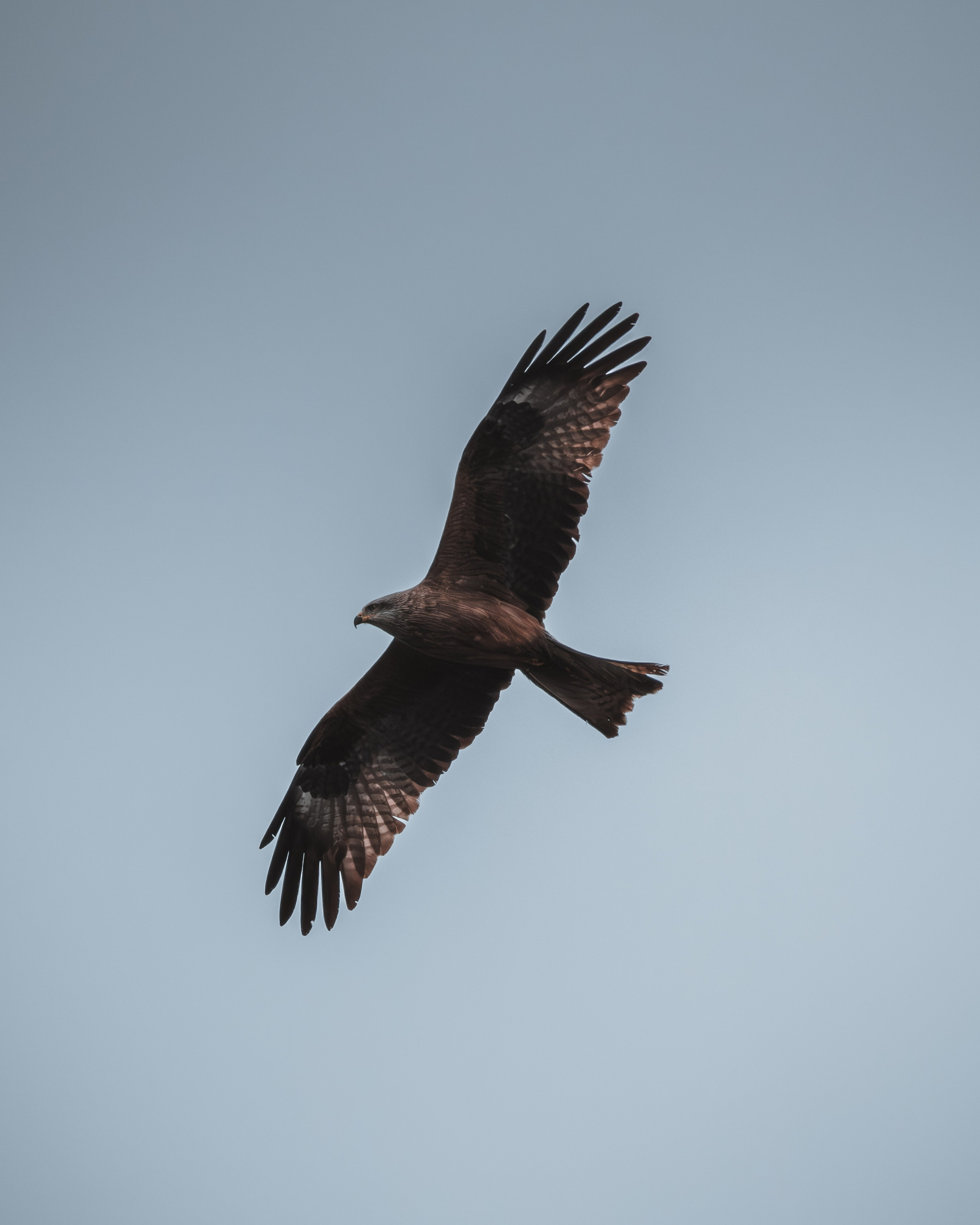 Voronezh 2025. Anton Chernov | Wildlife photographer