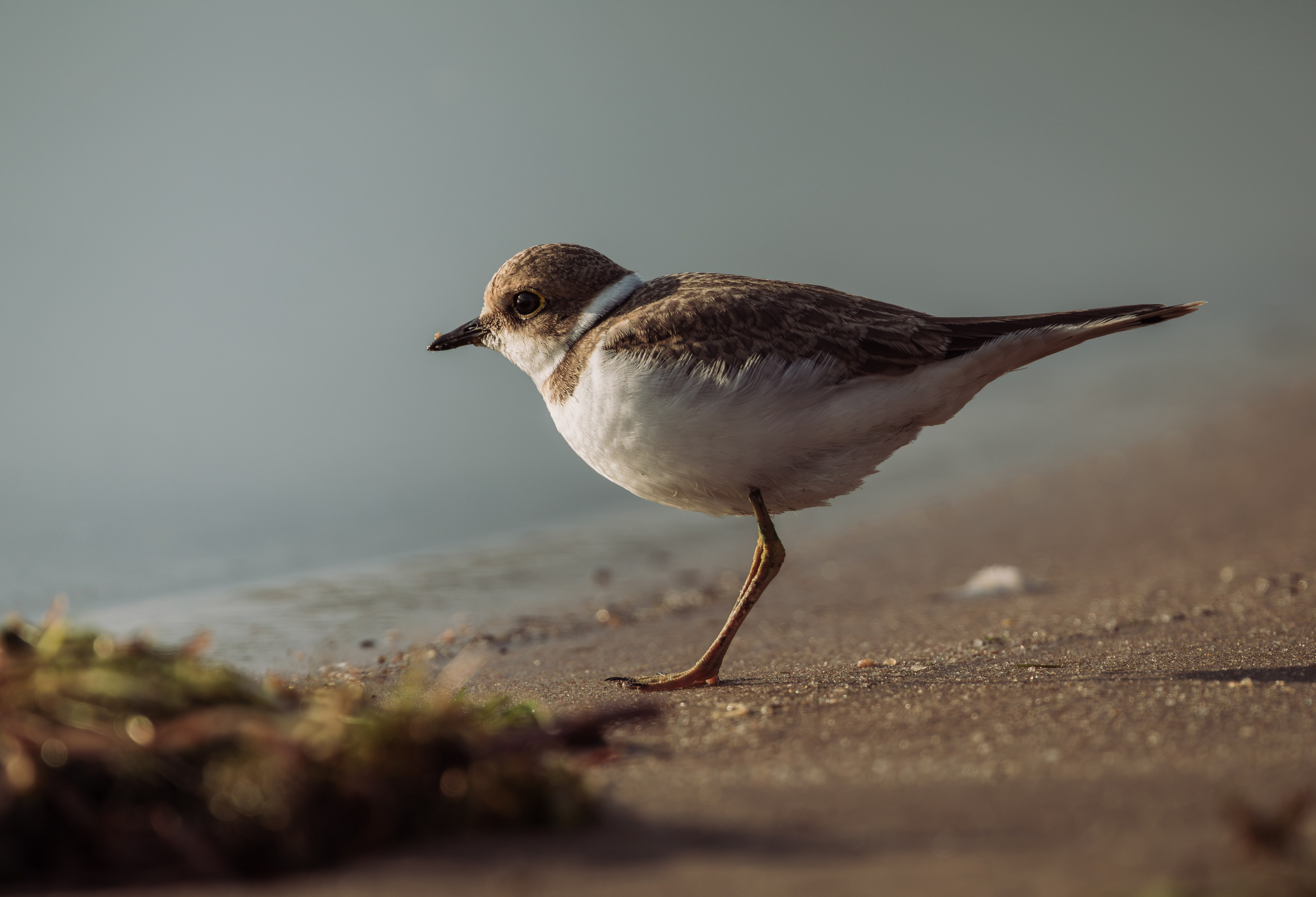 Voronezh 2026. Anton Chernov | Wildlife photographer