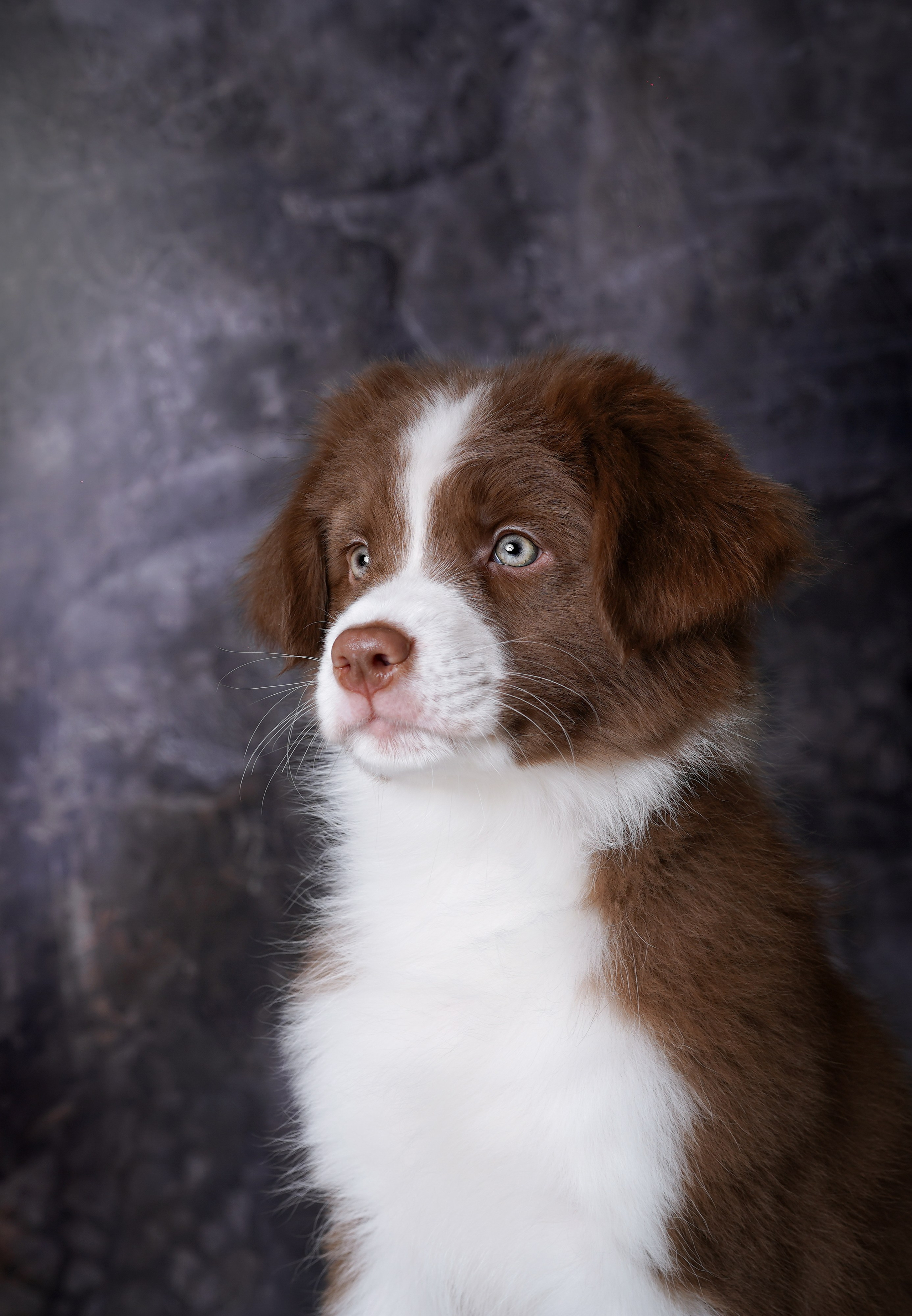 Щенки аусси. Фотограф-анималист в Санкт-Петербурге Яна Мартынова
