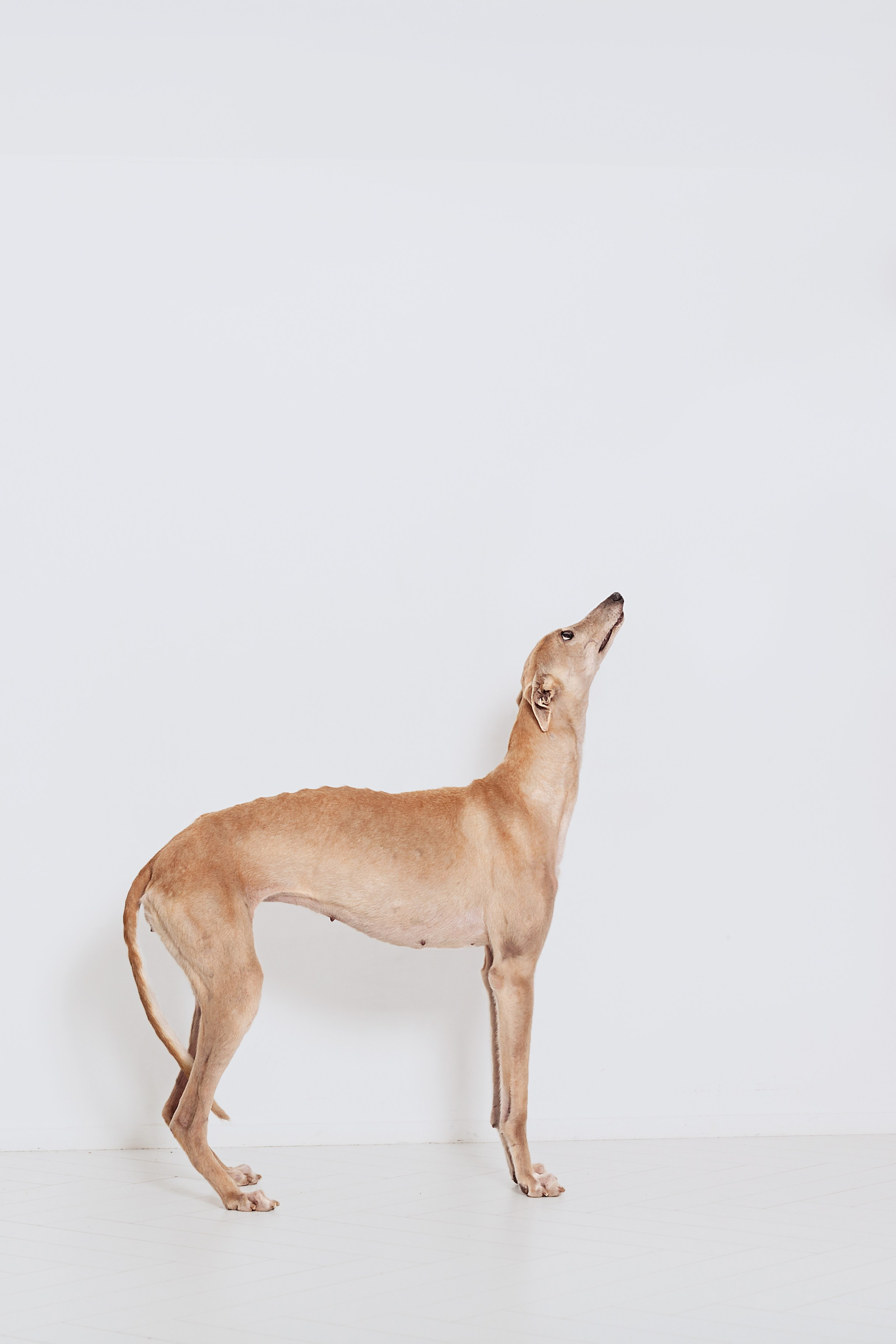 Студийная съемка 2 собак 2024. Фотограф-анималист Татьяна Степанова