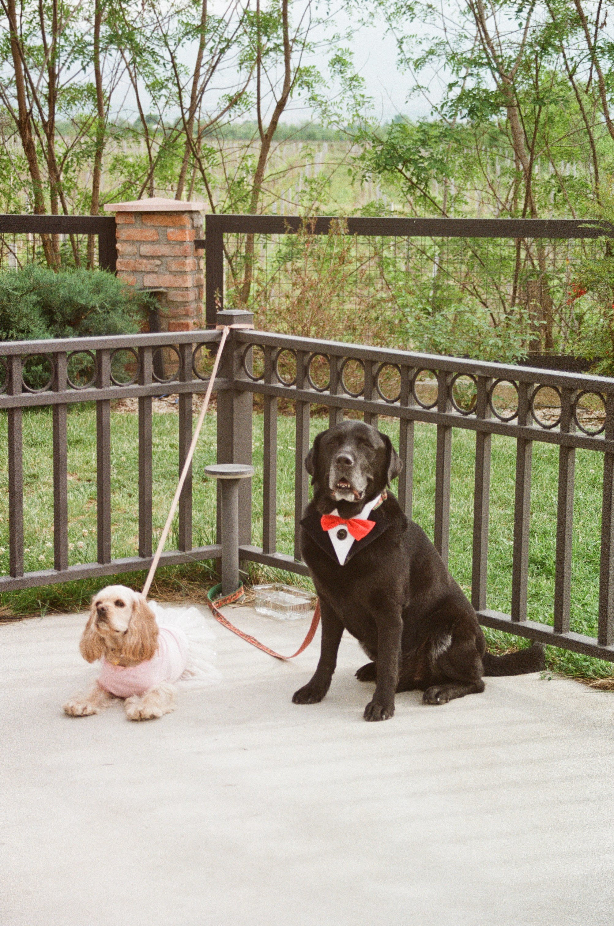 Кахетия: Семён и Лейла. Свадебный и индивидуальный фотограф Татьяна Гуляева