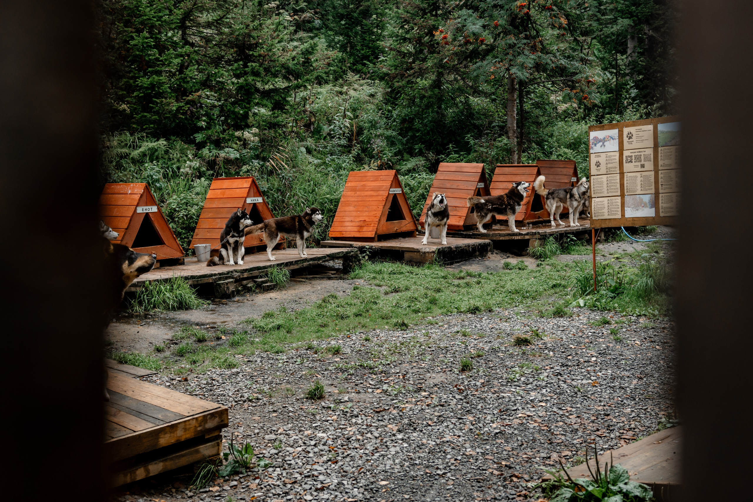 Дог-треккинг