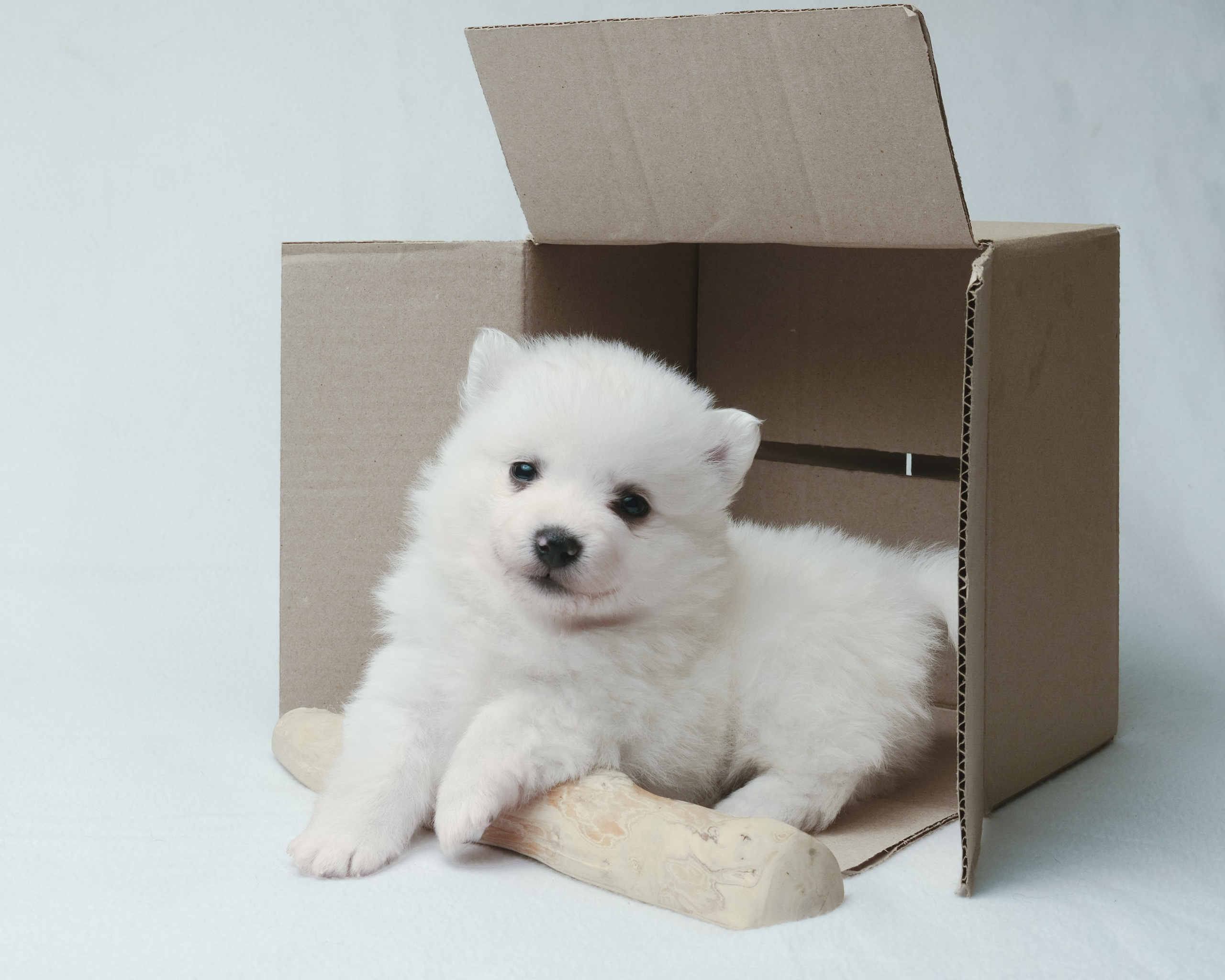 Щенки. Портретный и семейный фотограф в Перми Лена Лоза. Портрет для бизнеса