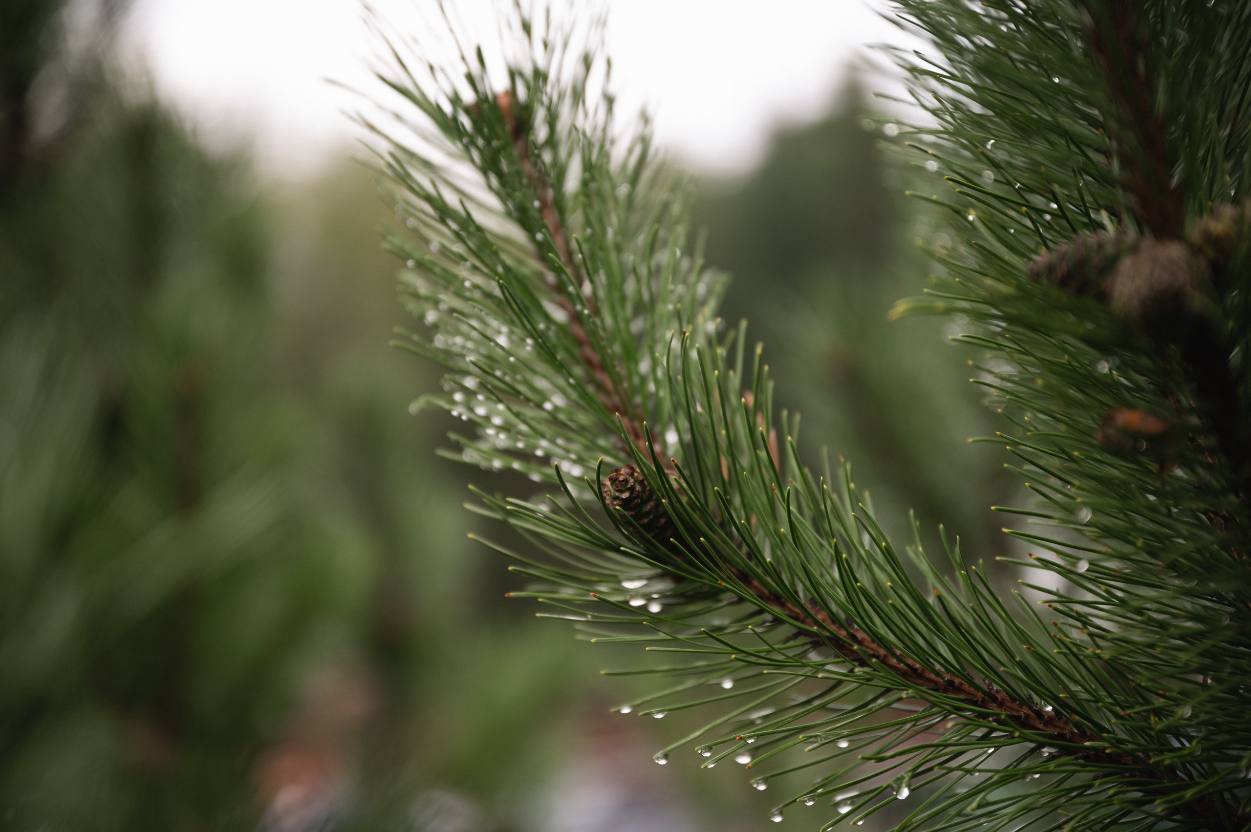 Приезжай встречать рассветы!!!. Свадебный фотограф Наталья Доронина
